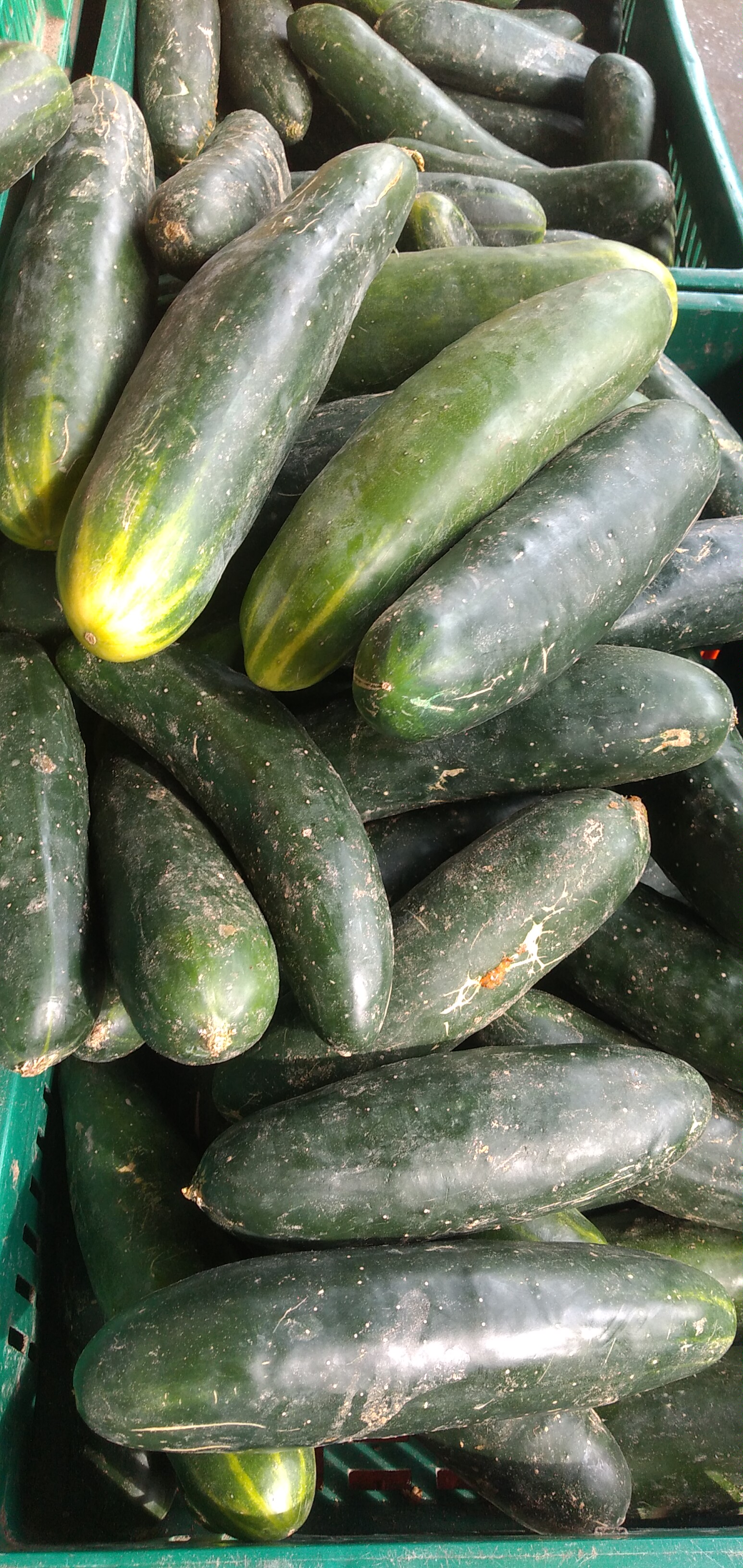 Pepino