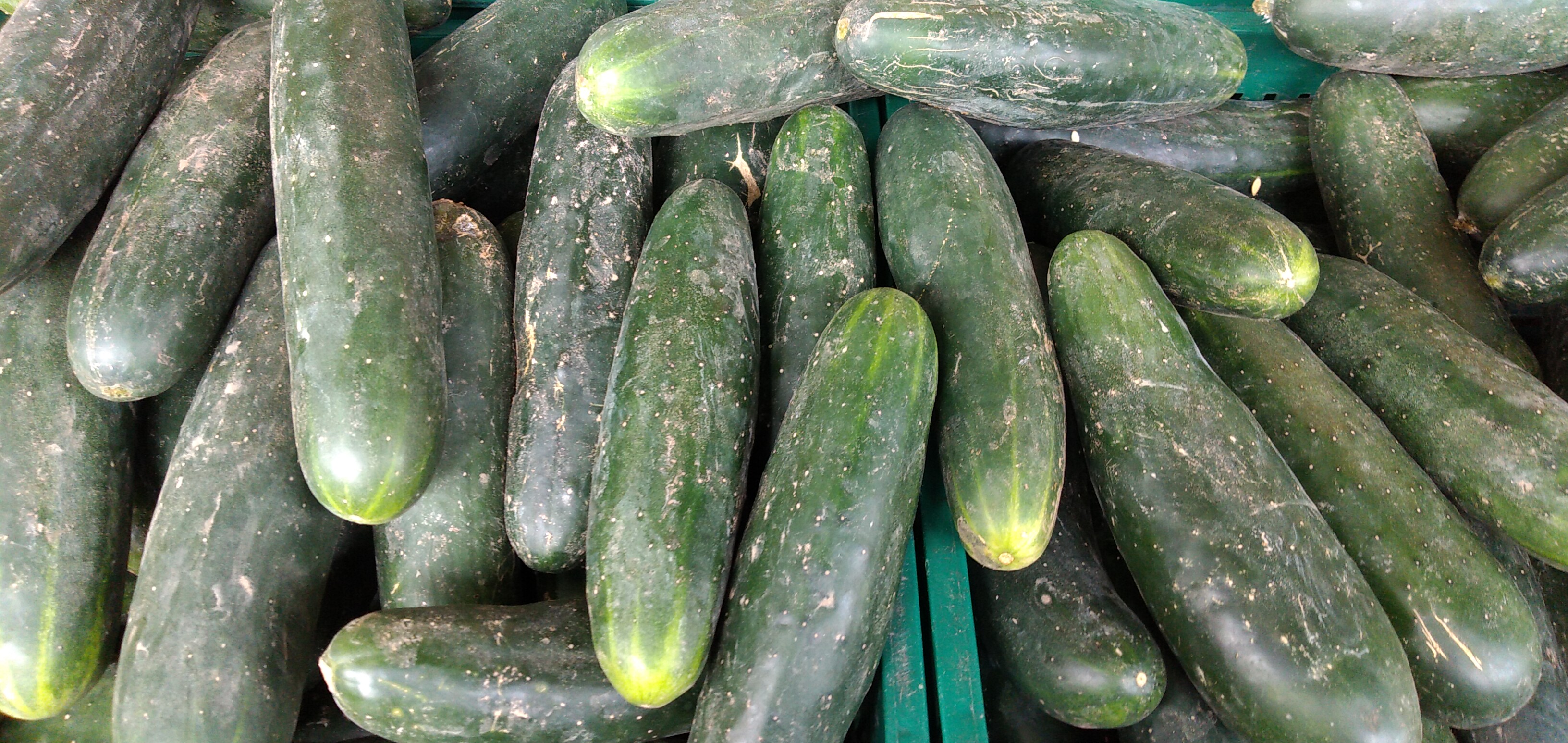 Pepino