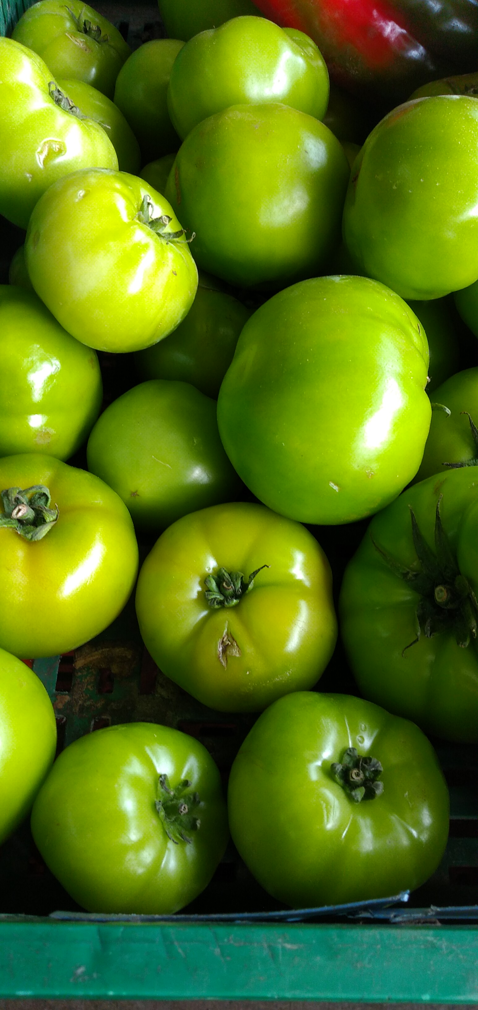 Tomate para ensaladas