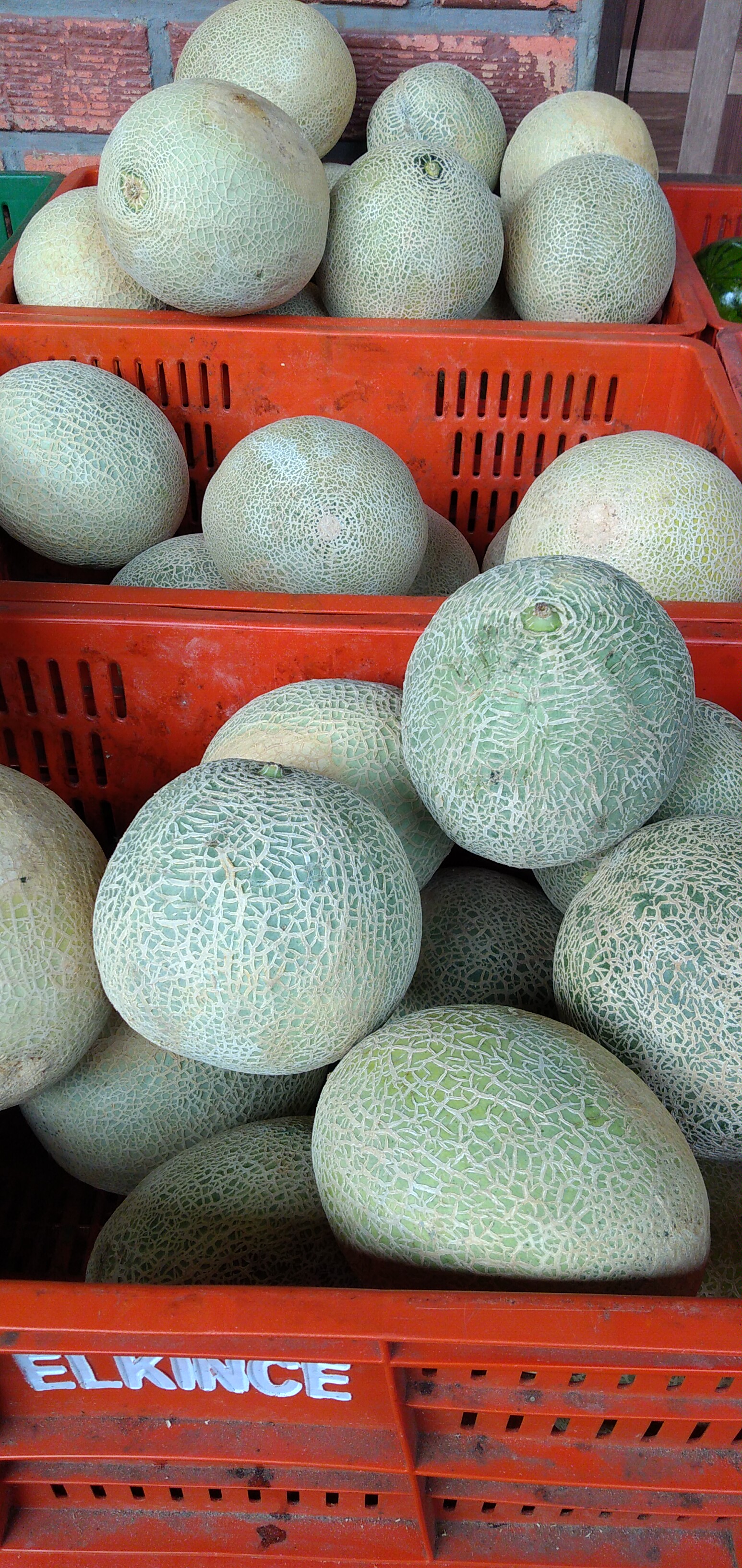 Melón