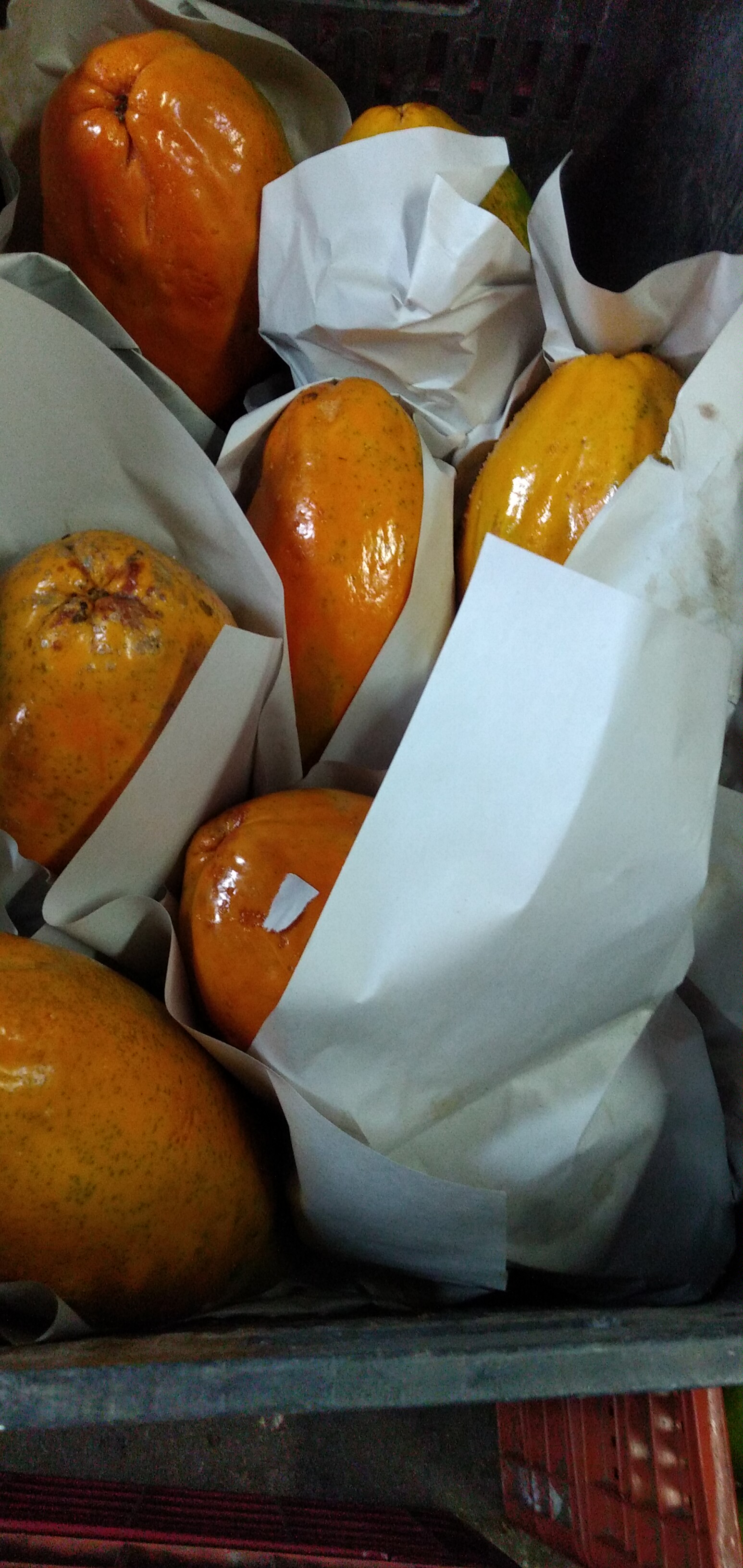 Papaya maradol