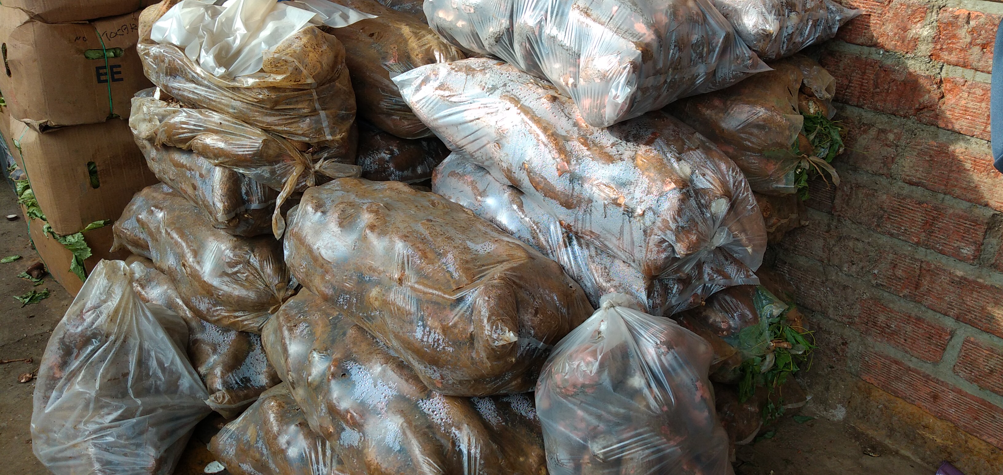 Yuca x 27 kg