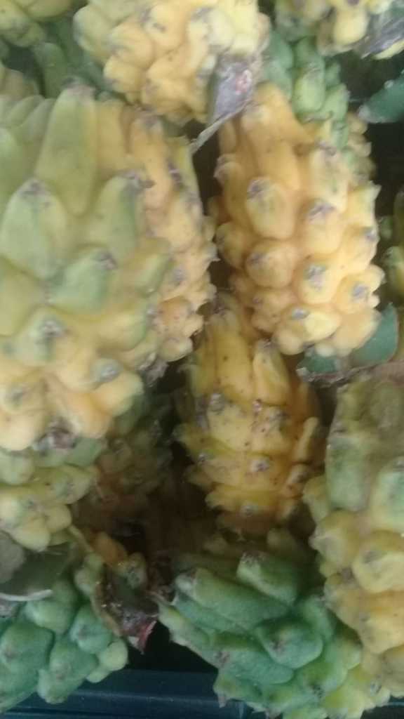Pitaya