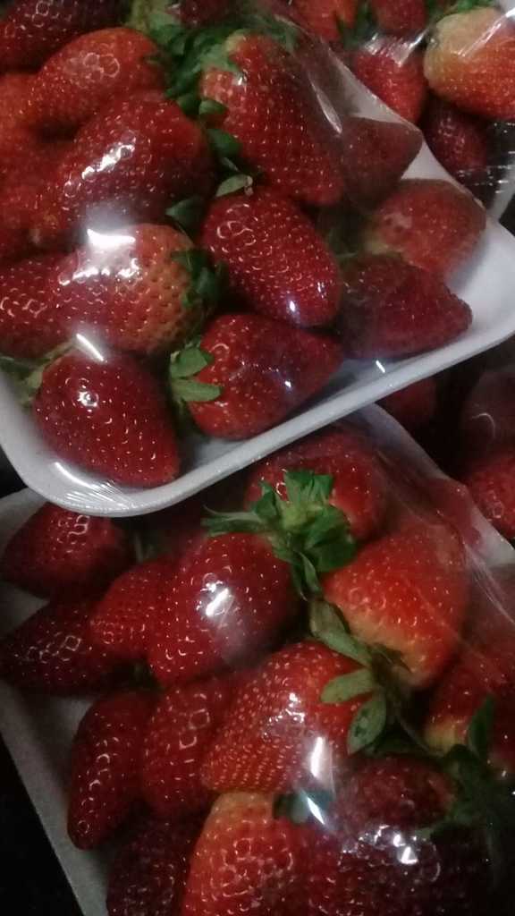 Fresa bandeja
