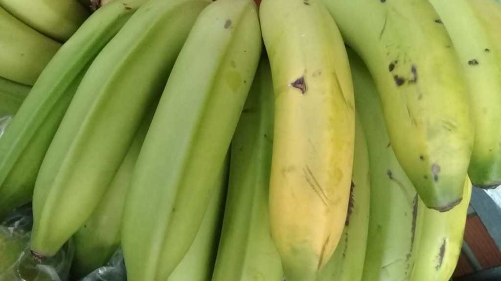 Banano criollo