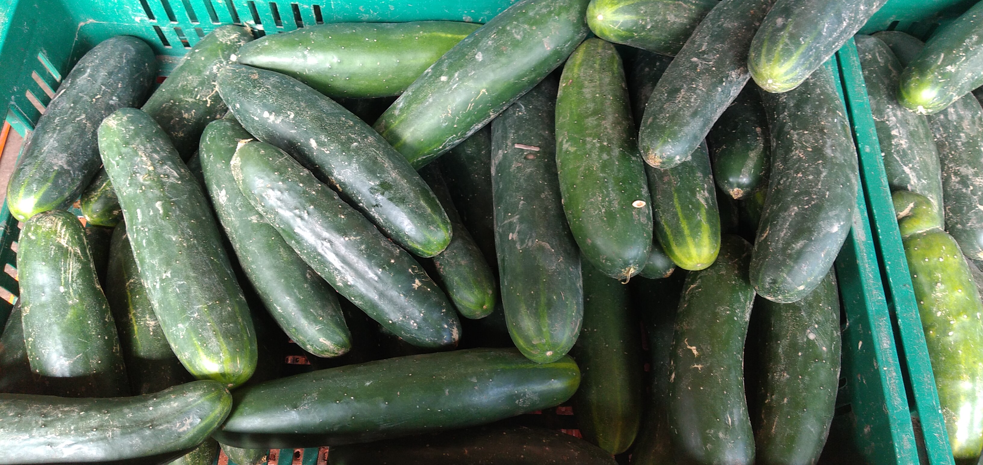 Pepino