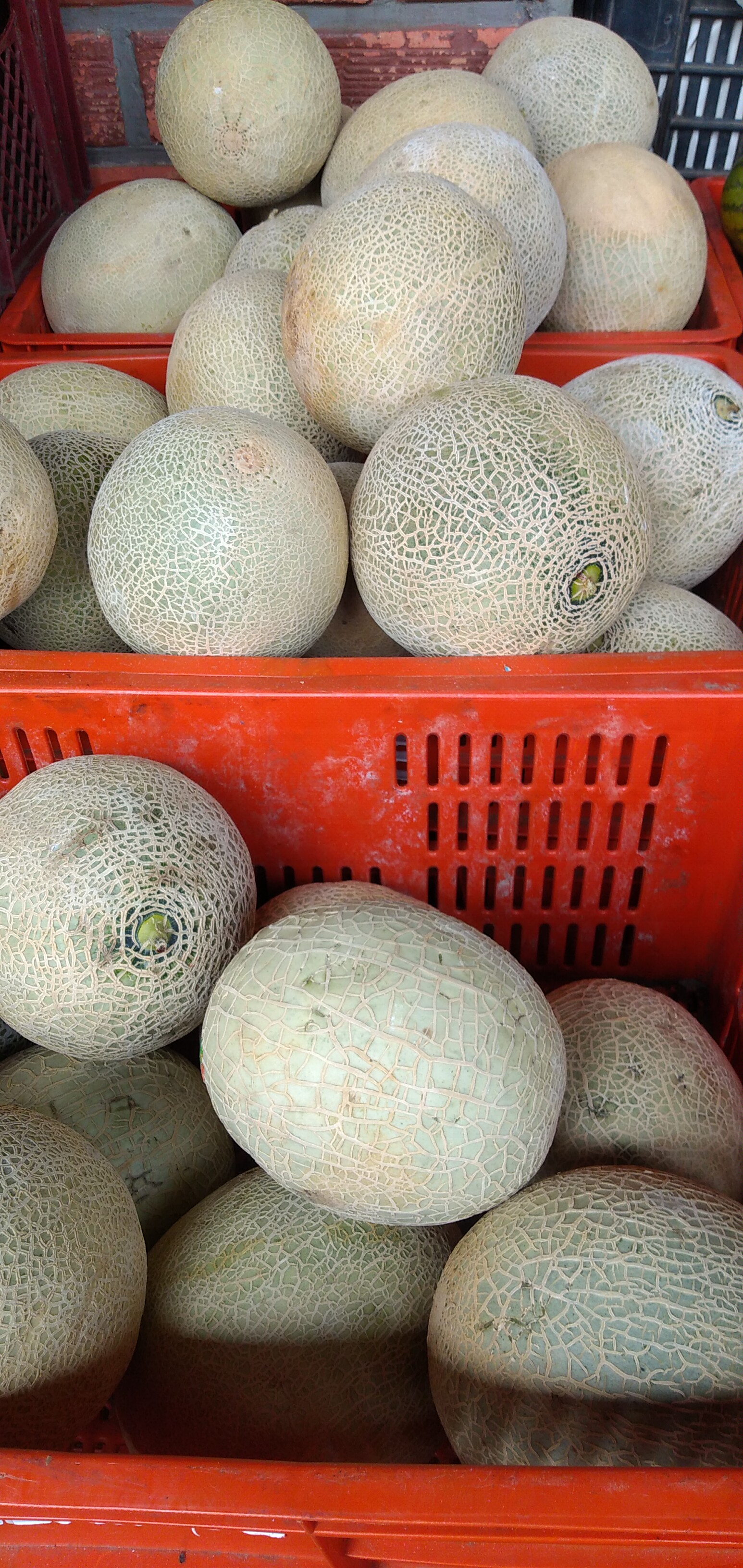 Melón