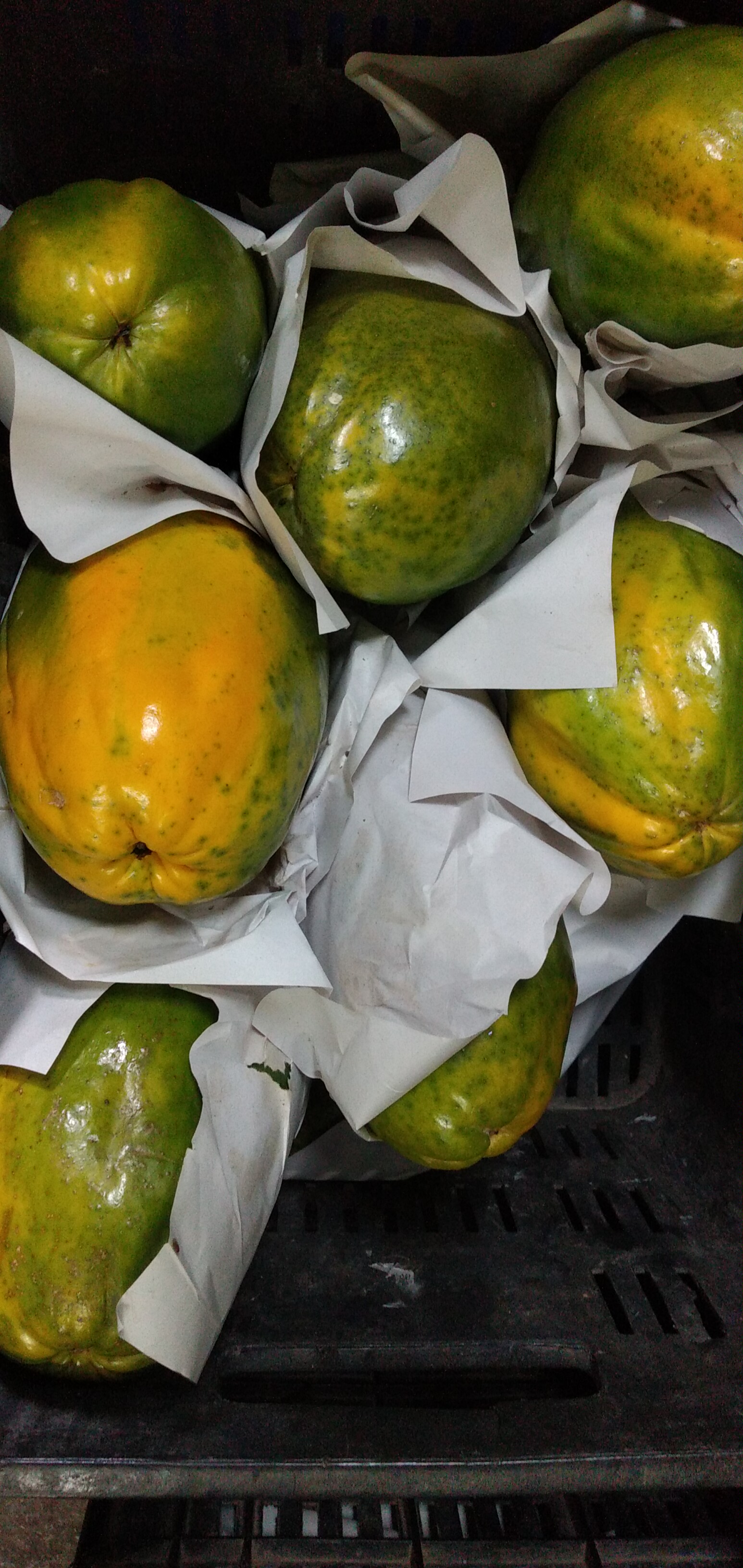 Papaya maradol