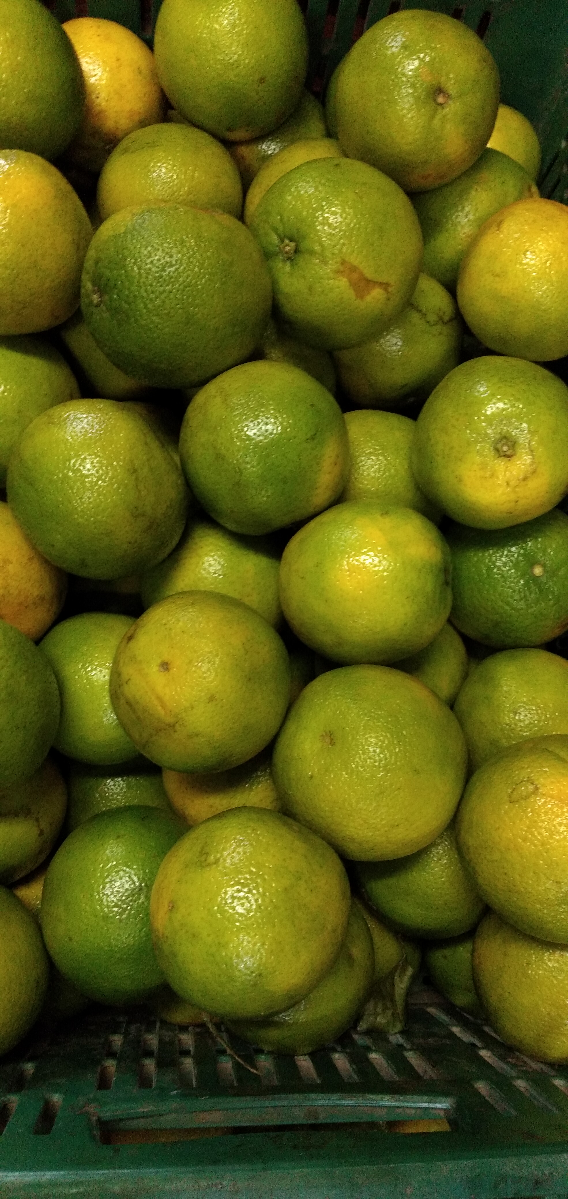 Naranja Valencia primera