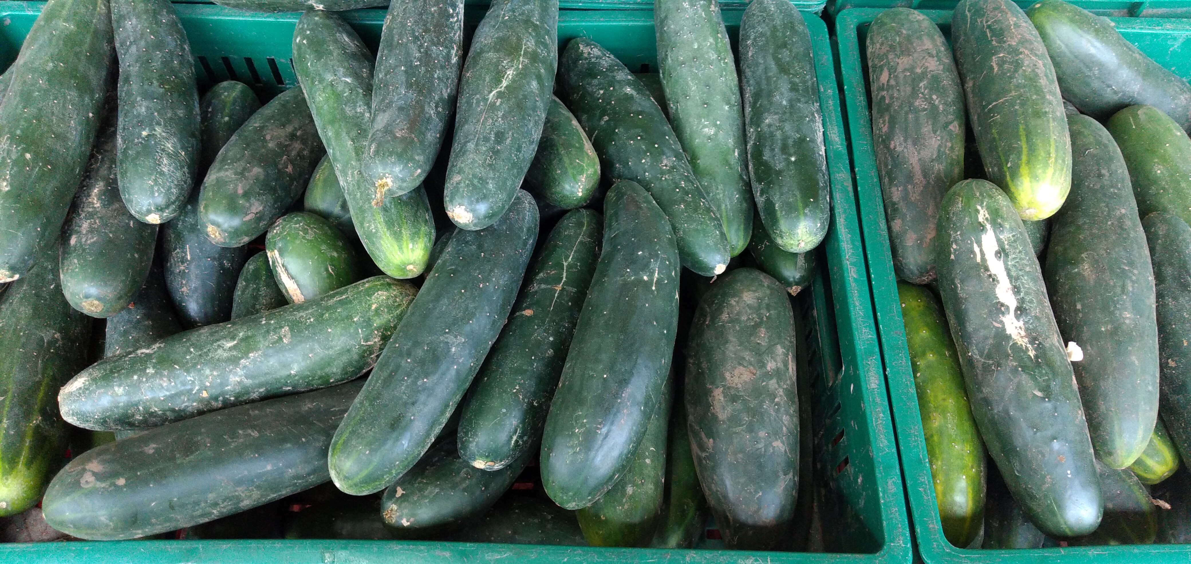 Pepino