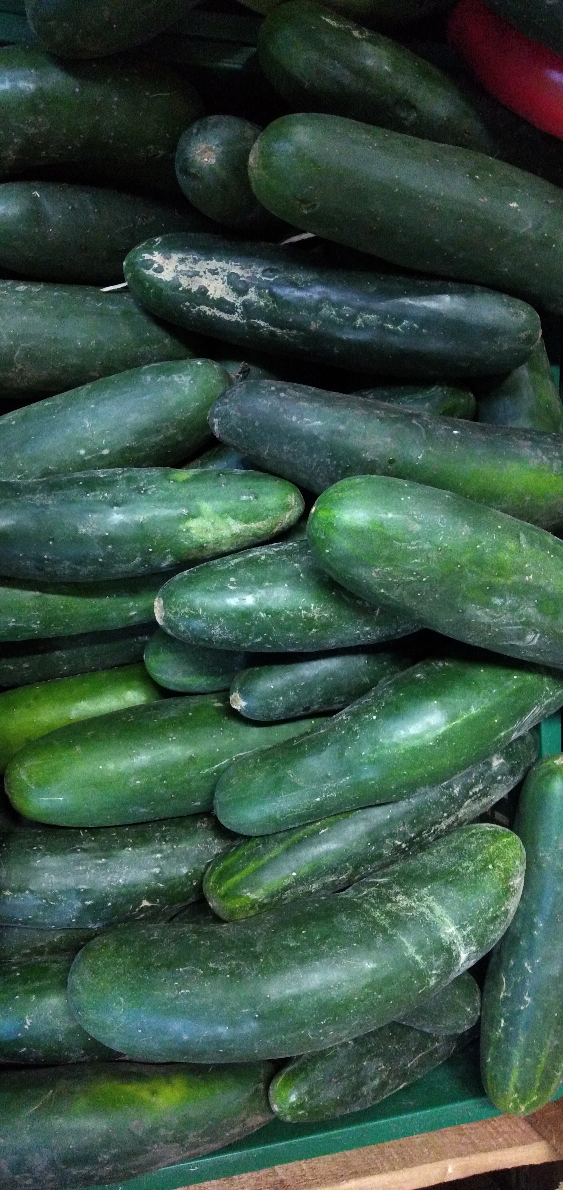 Pepino