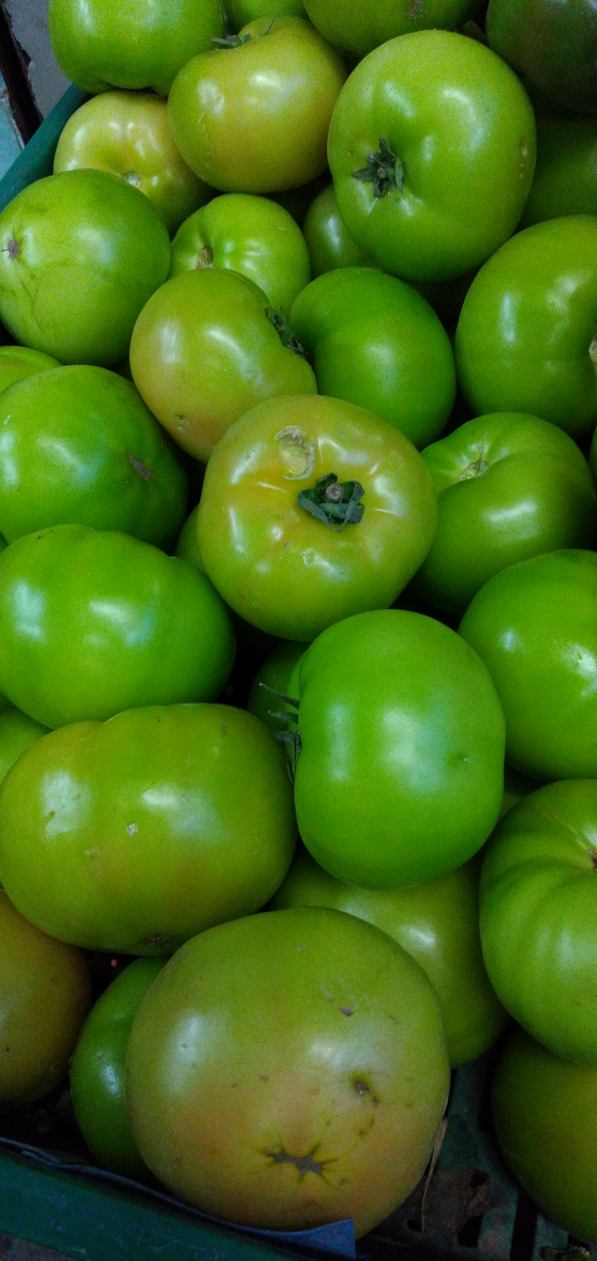 Tomate riñón