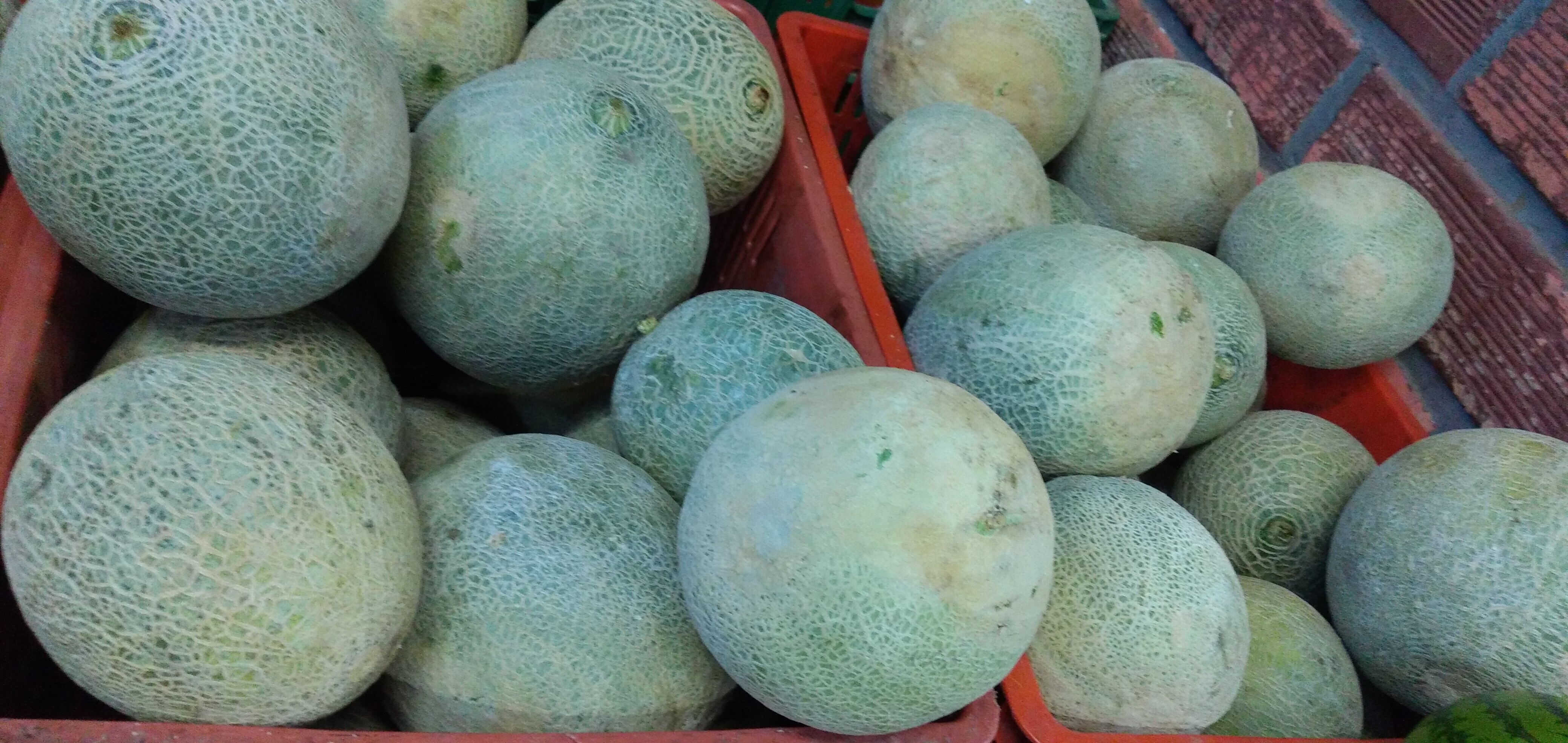 Melón