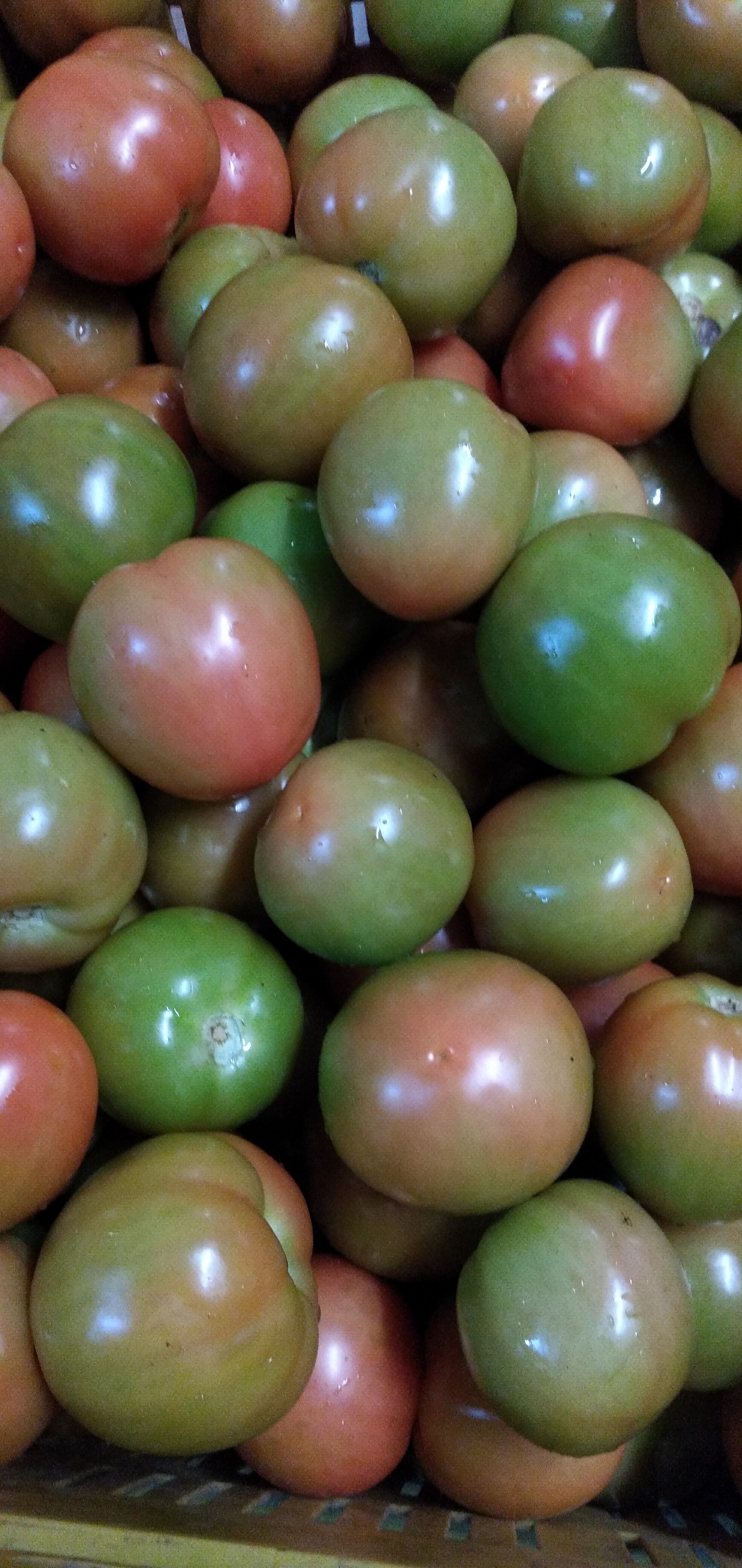 Tomate de aliño