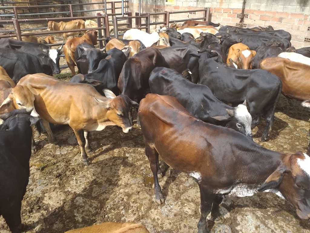 Macho de ceba /33 unidades