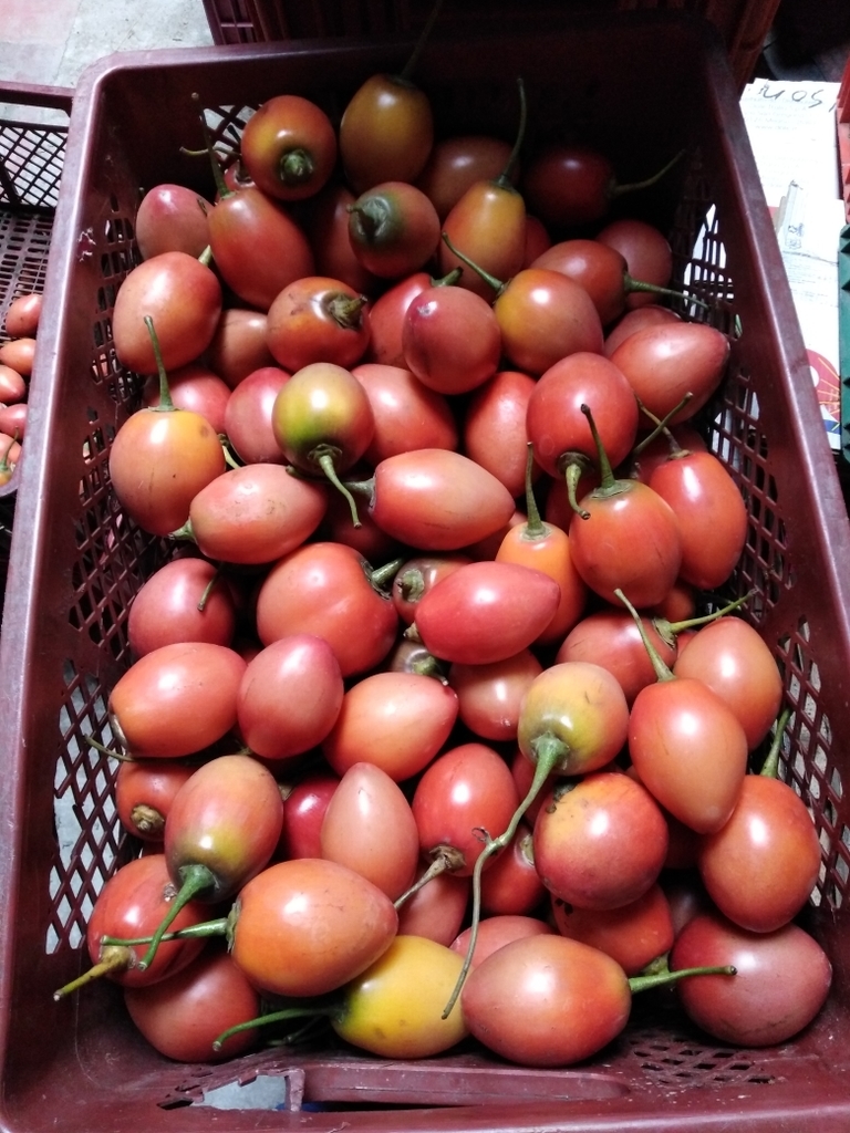 Tomate de arbol