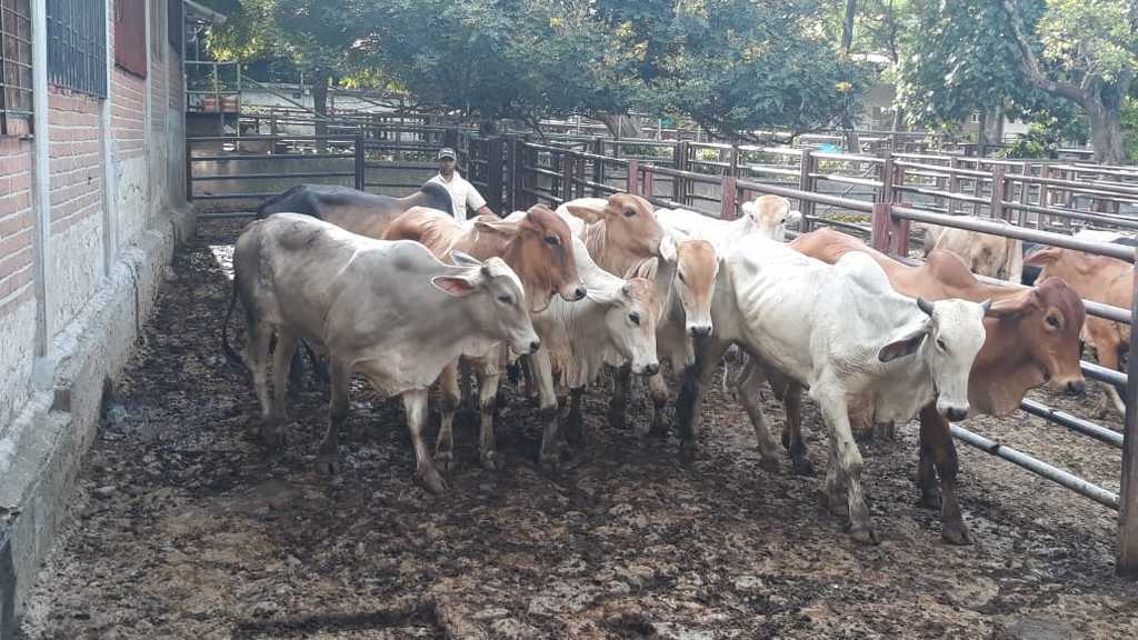 Novillos de Ceba