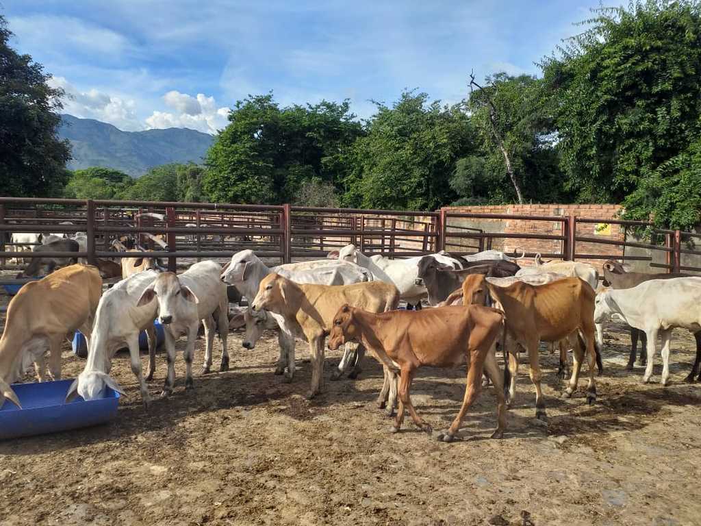 Ganado Hembras de Levante X 140 kilos