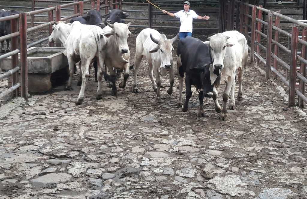 Machos Cebados para Sacrificio/48Hrs Cuarentena para pesaje