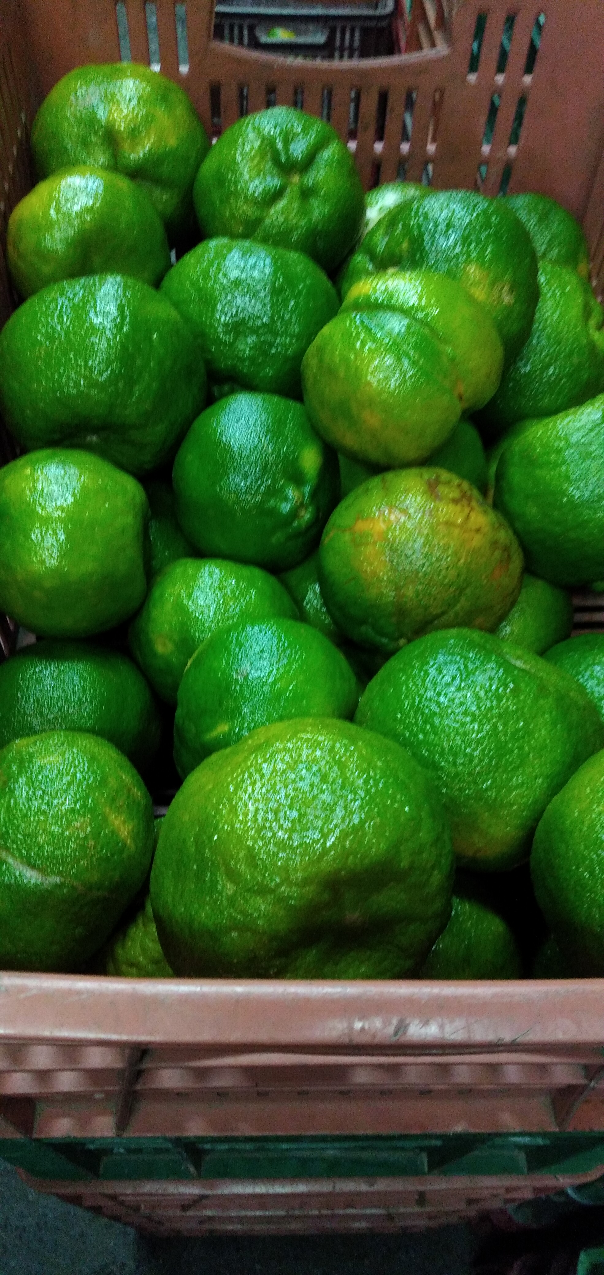 Mandarina primera