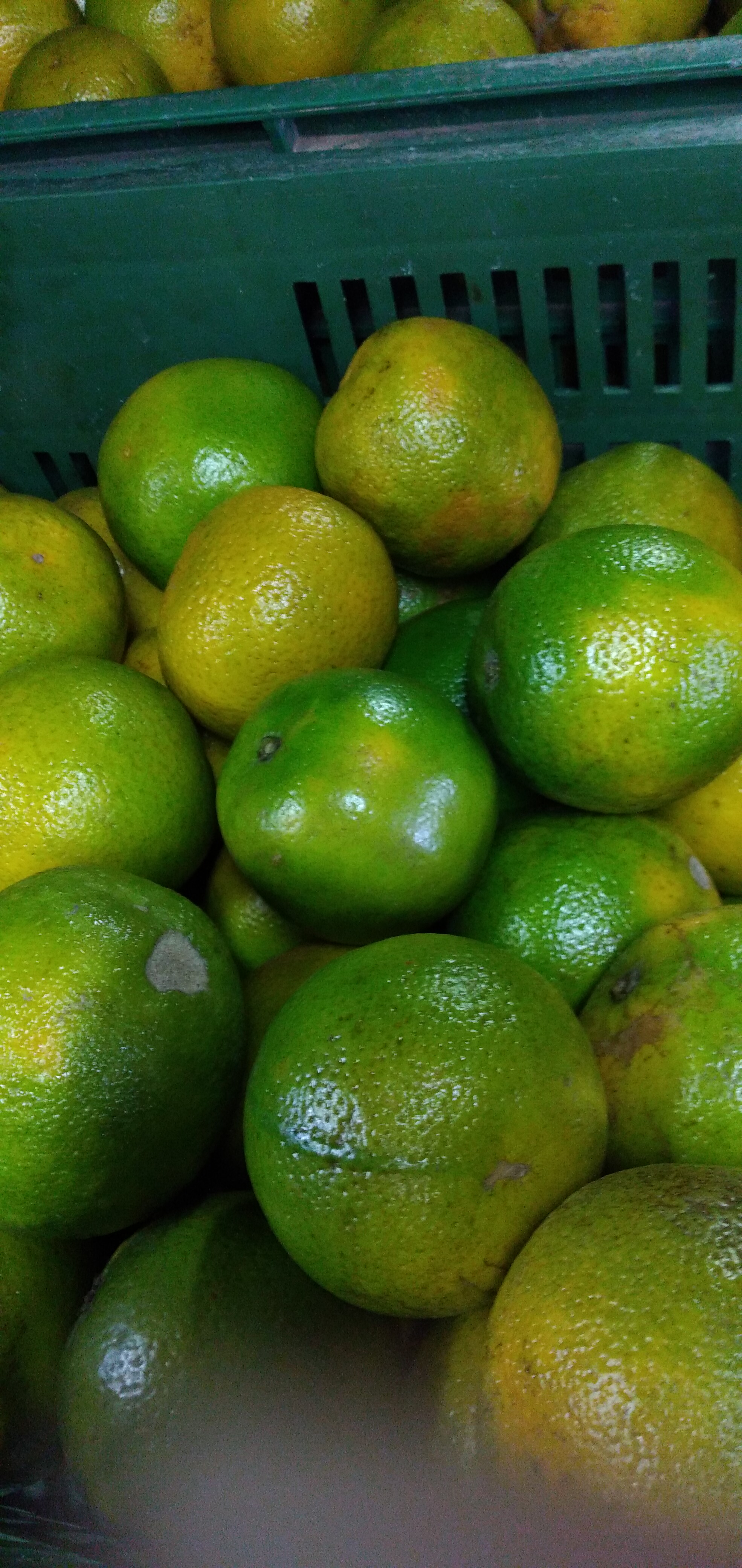Naranja valencia primera