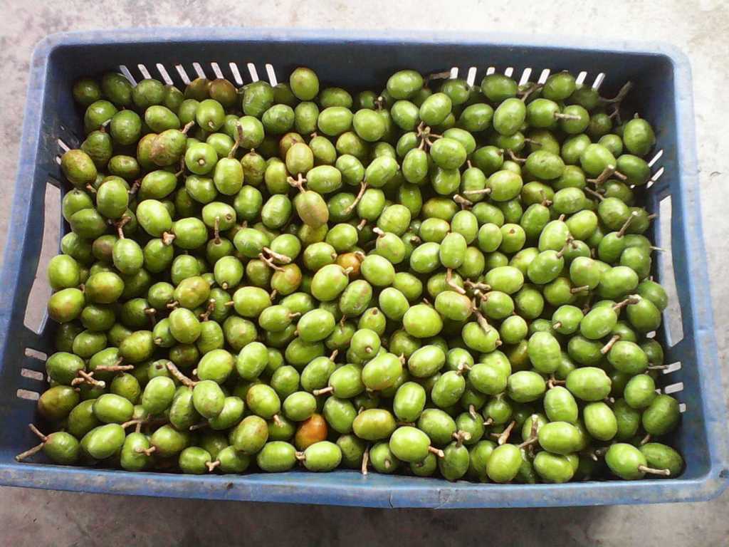 Ciruelas