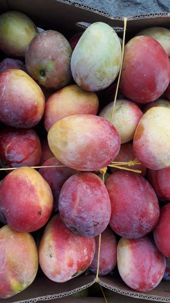 Mango manzana