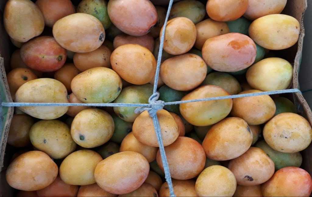 Mango de azúcar