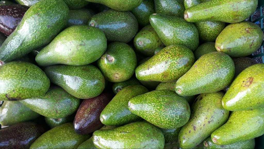 Aguacate criollo