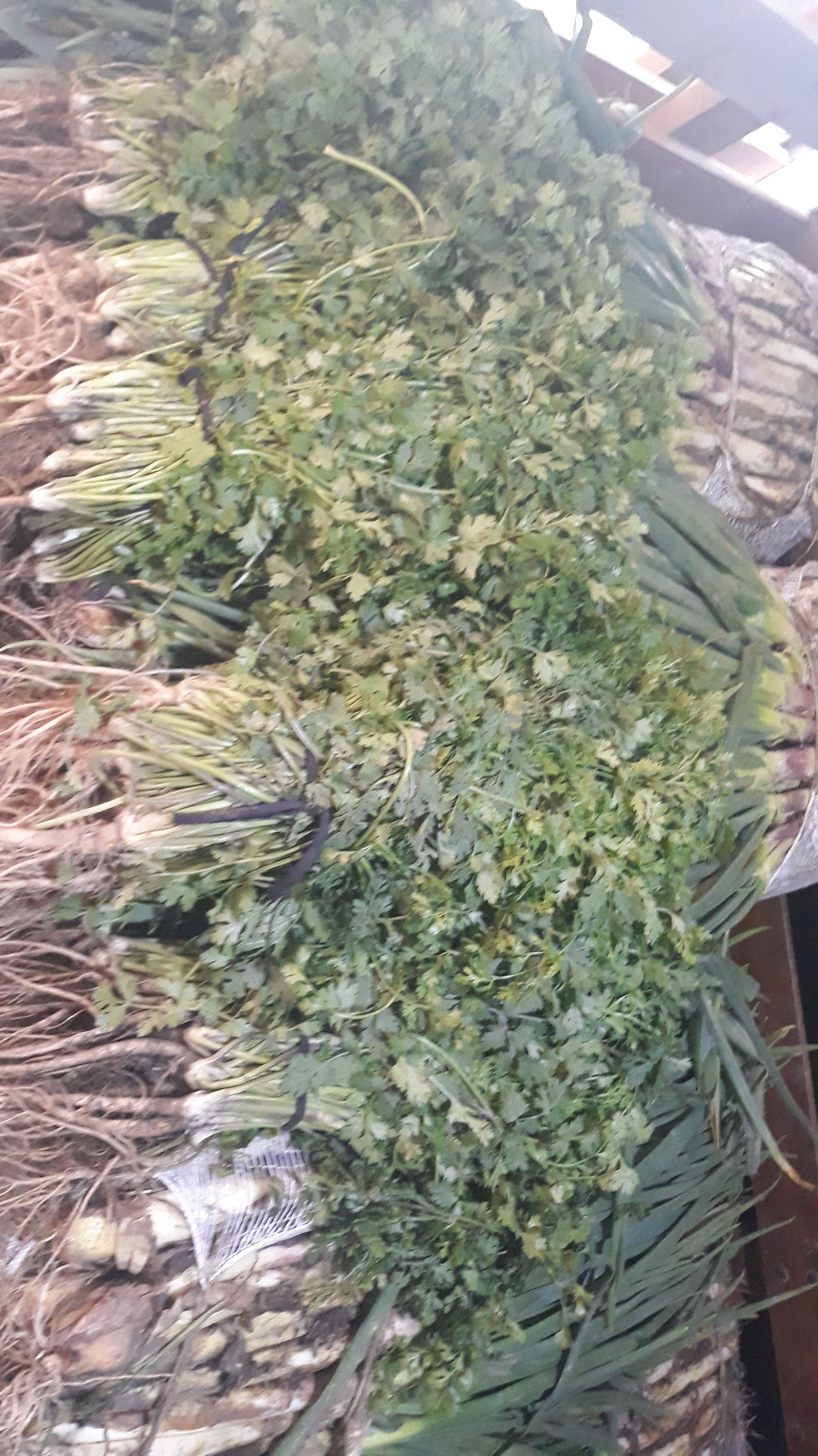 Cilantro criollo
