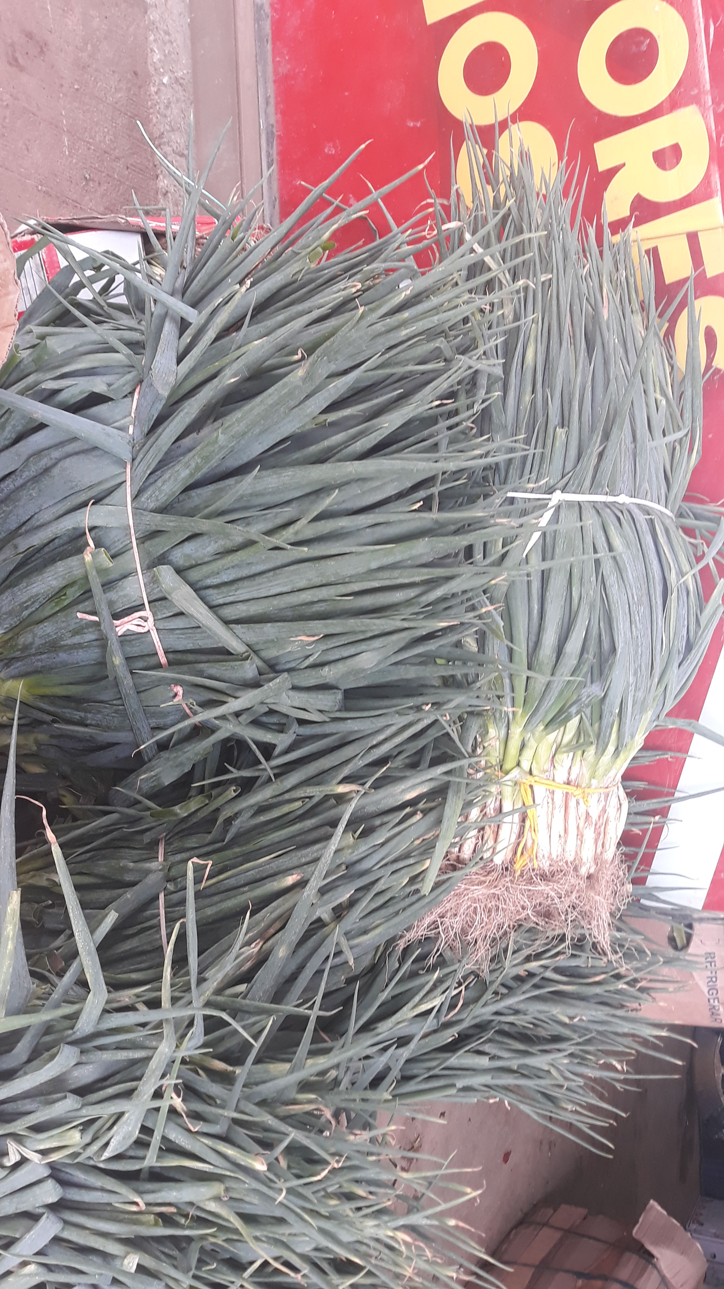 Cebolla de Rama * 18 kilos
