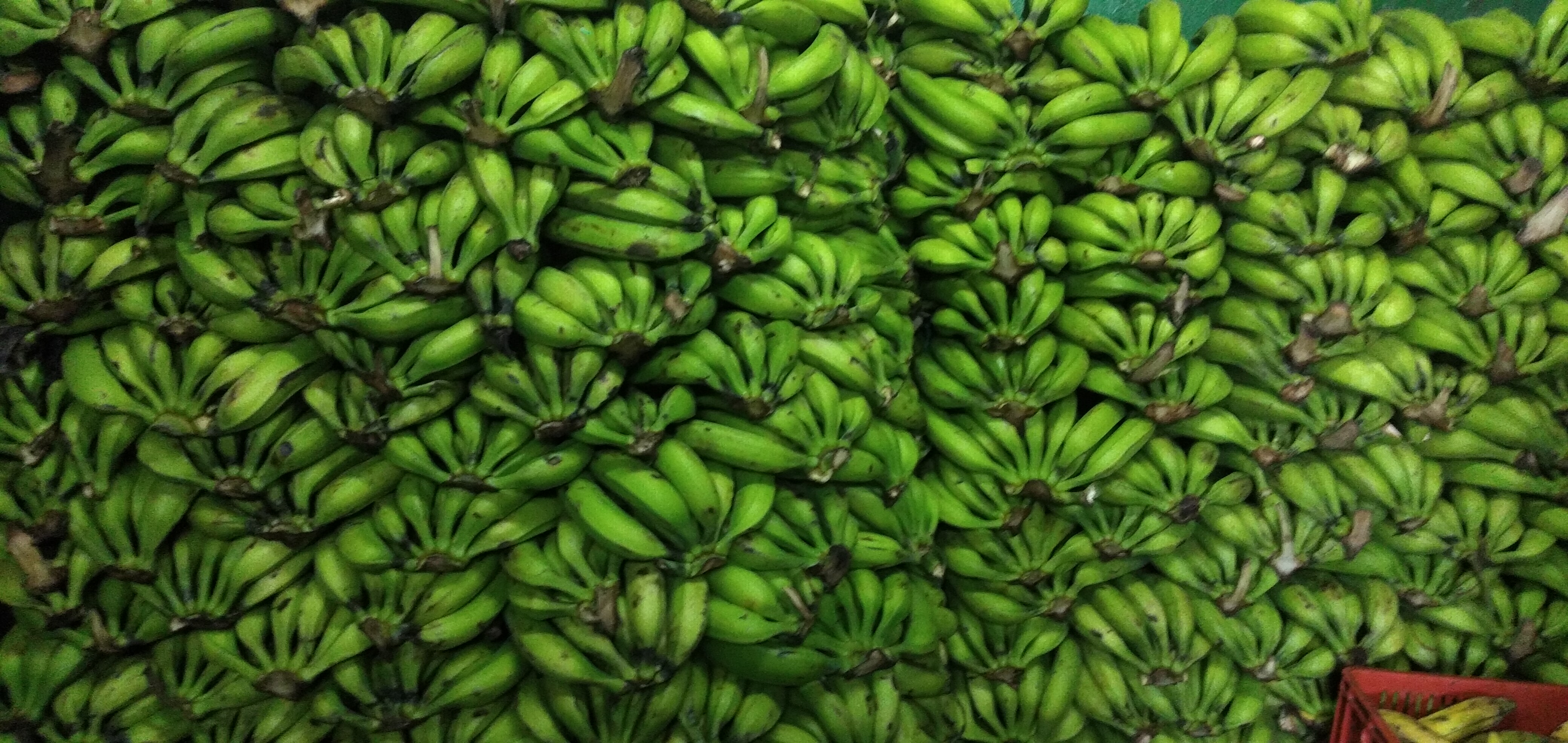 Plátano verde
