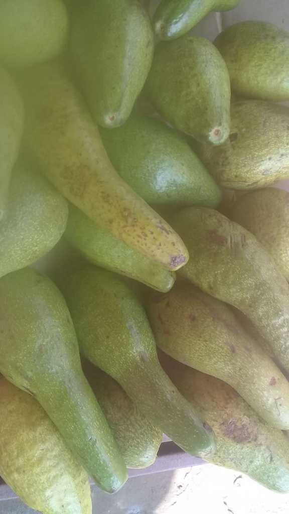 Aguacate