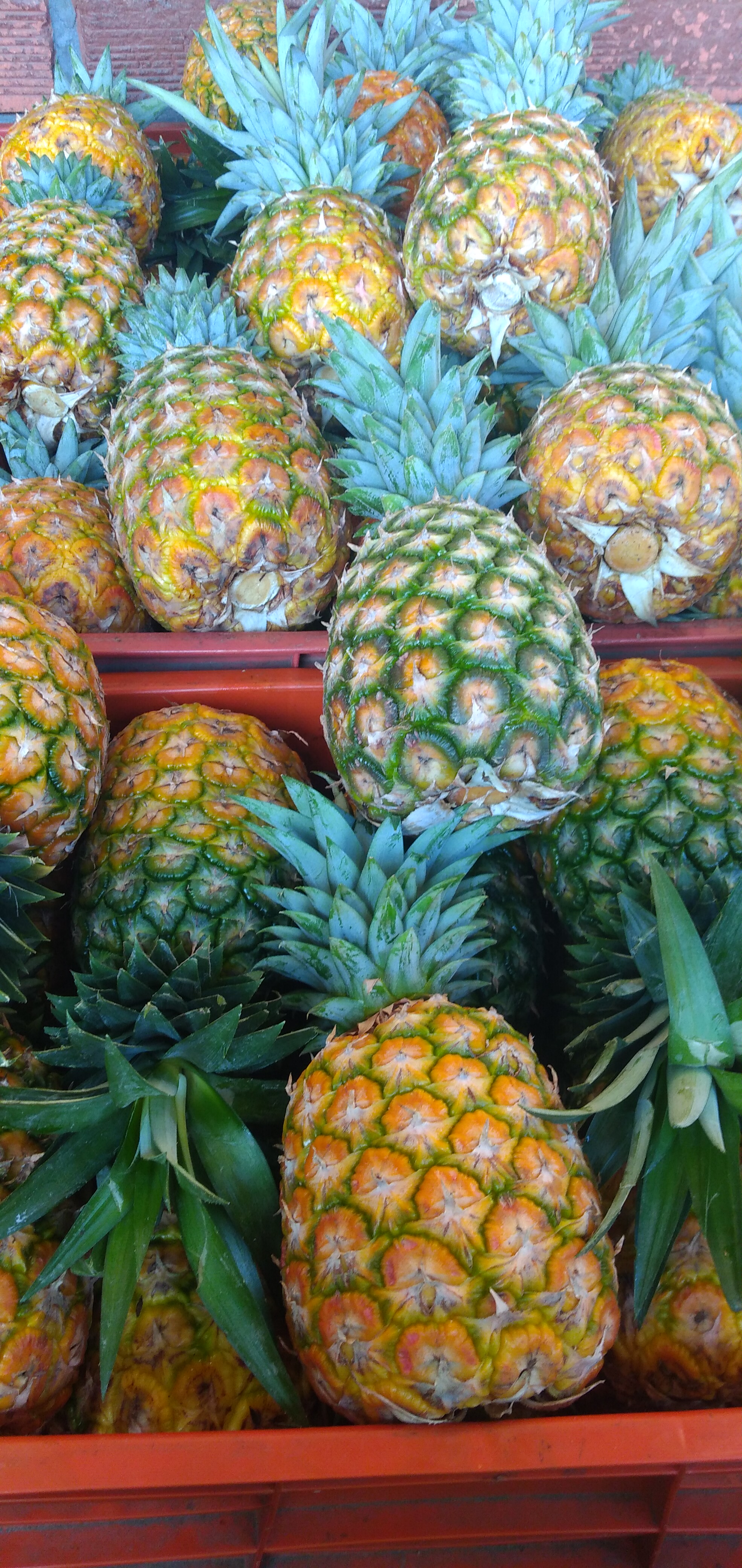 Piña oromiel