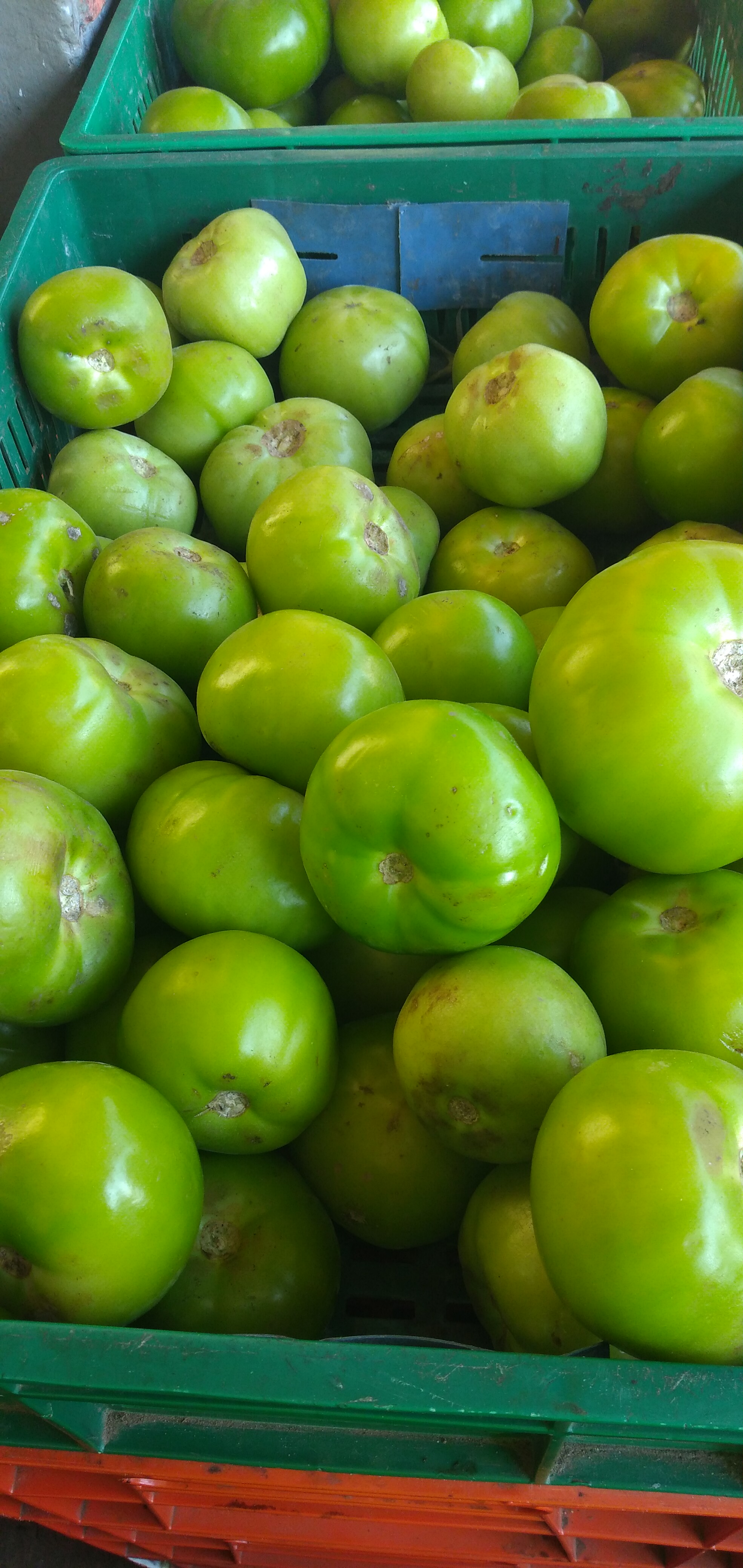 Tomate verde para ensalada