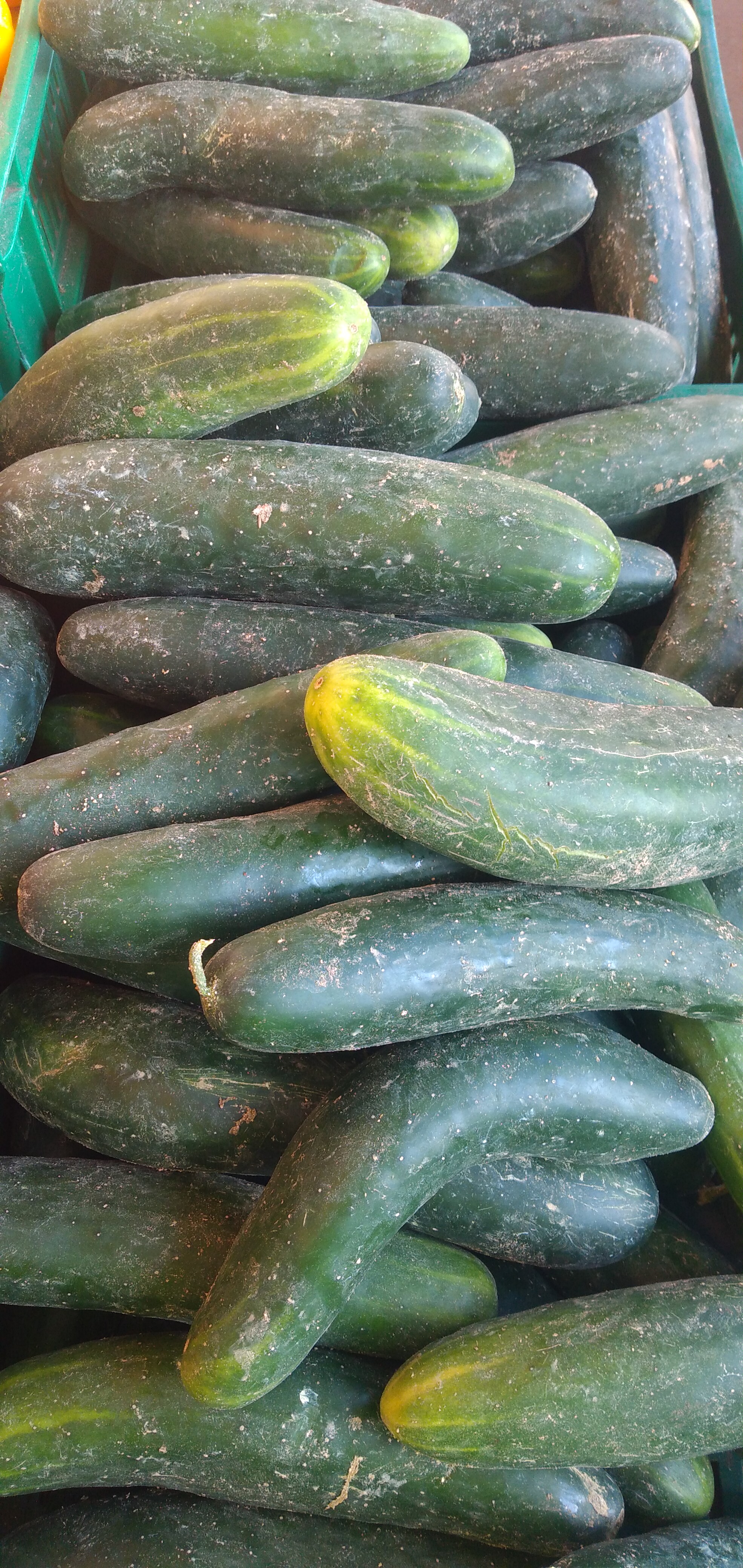 Pepino