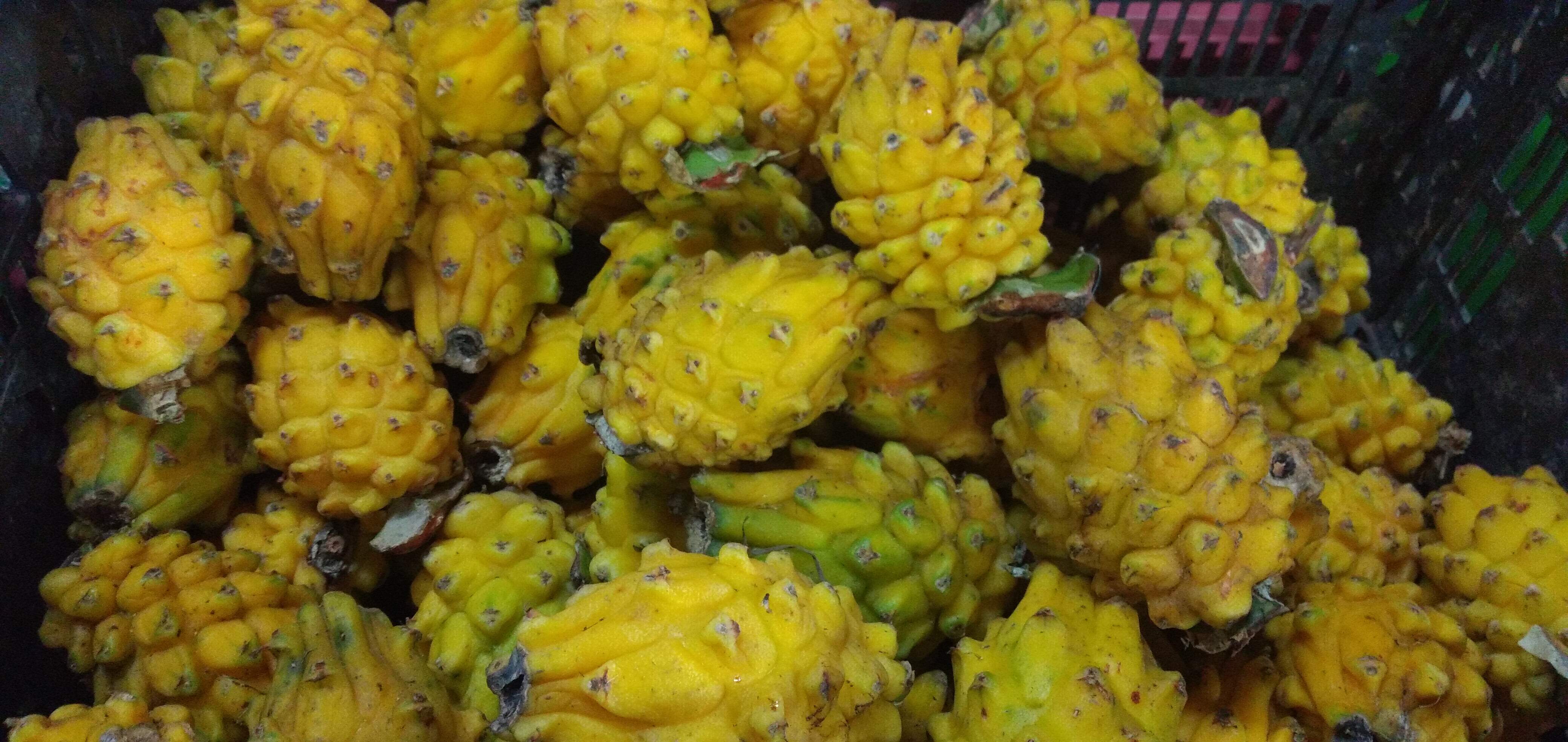 Pitaya