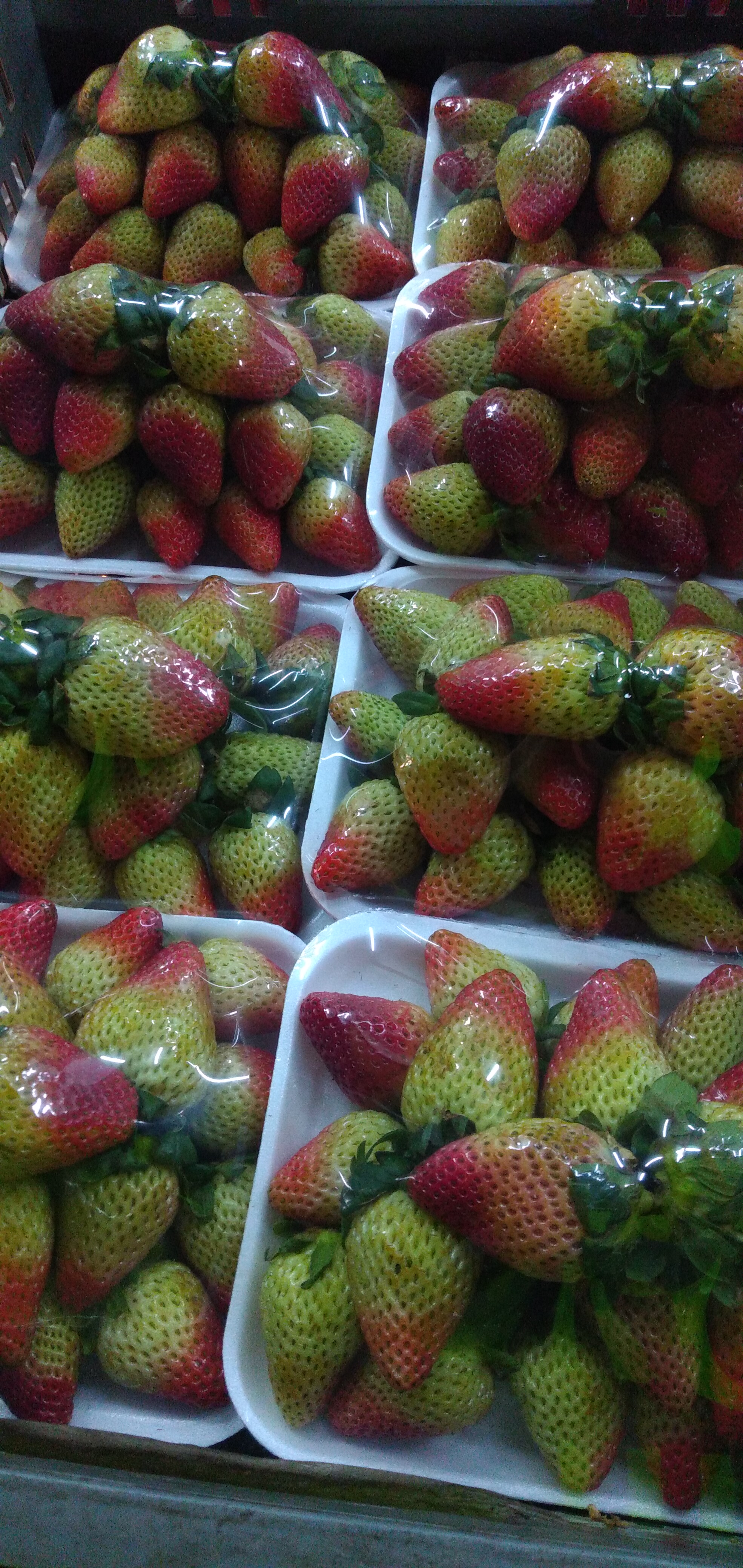 Fresa bandeja