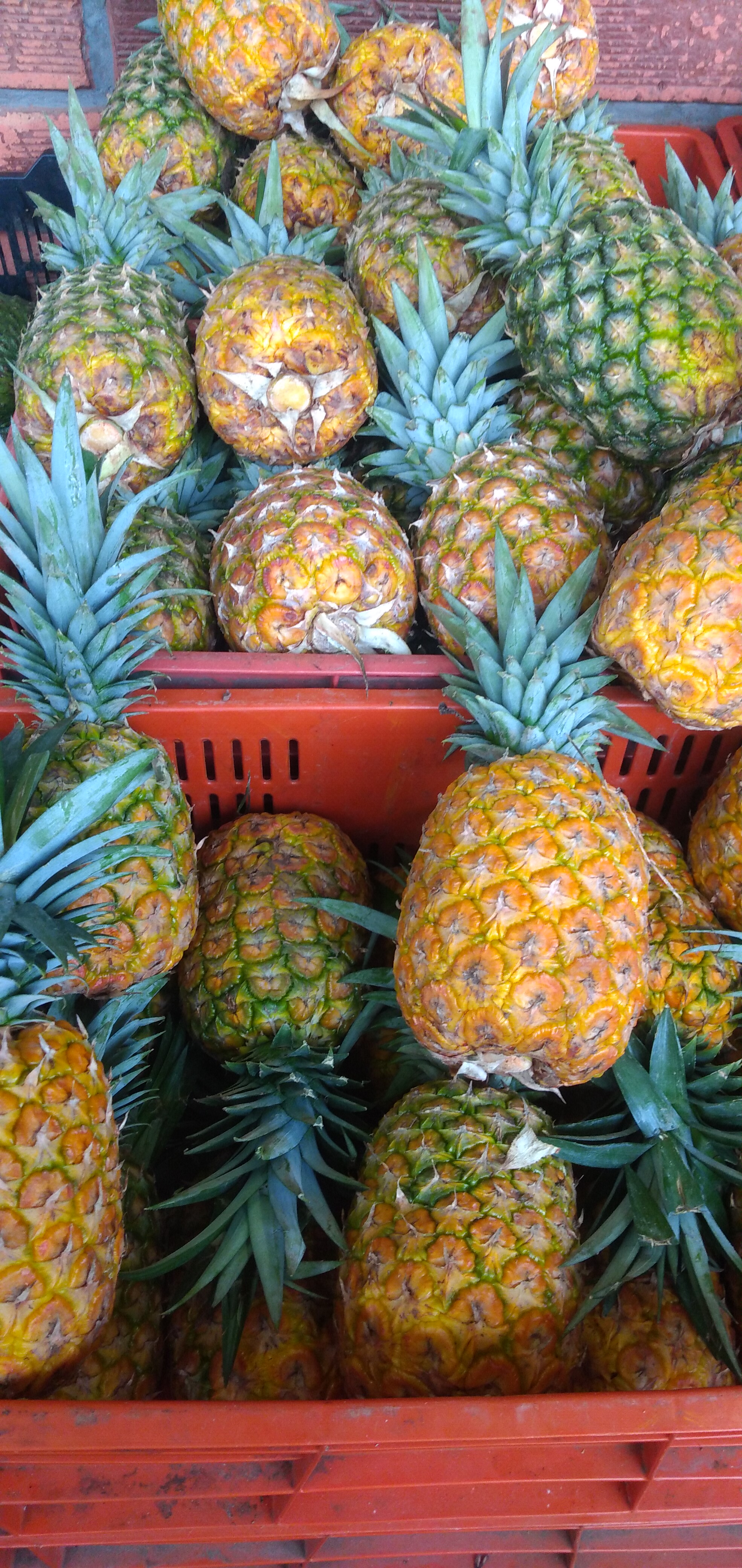 Piña oromiel