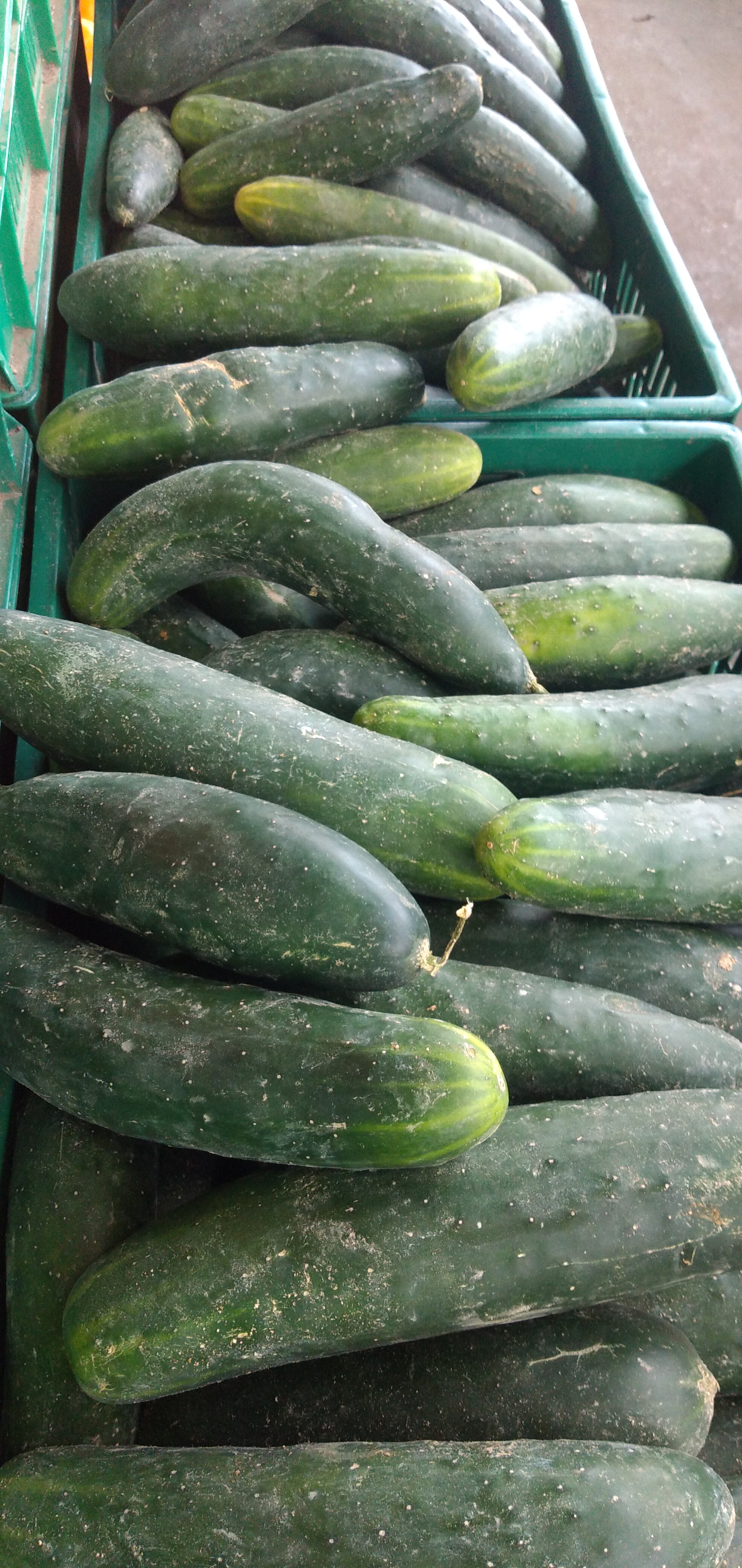 Pepino