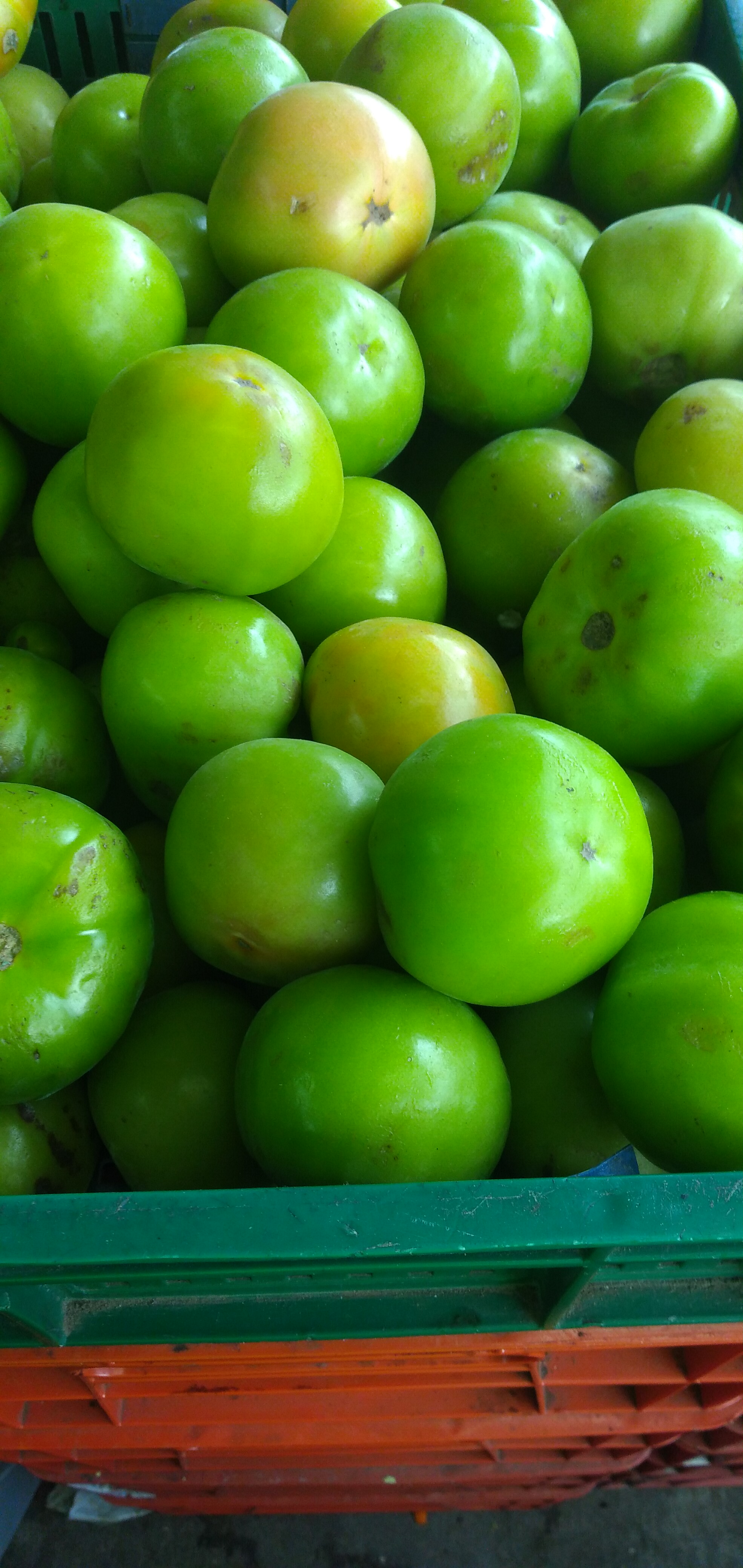 Tomate para ensaladas