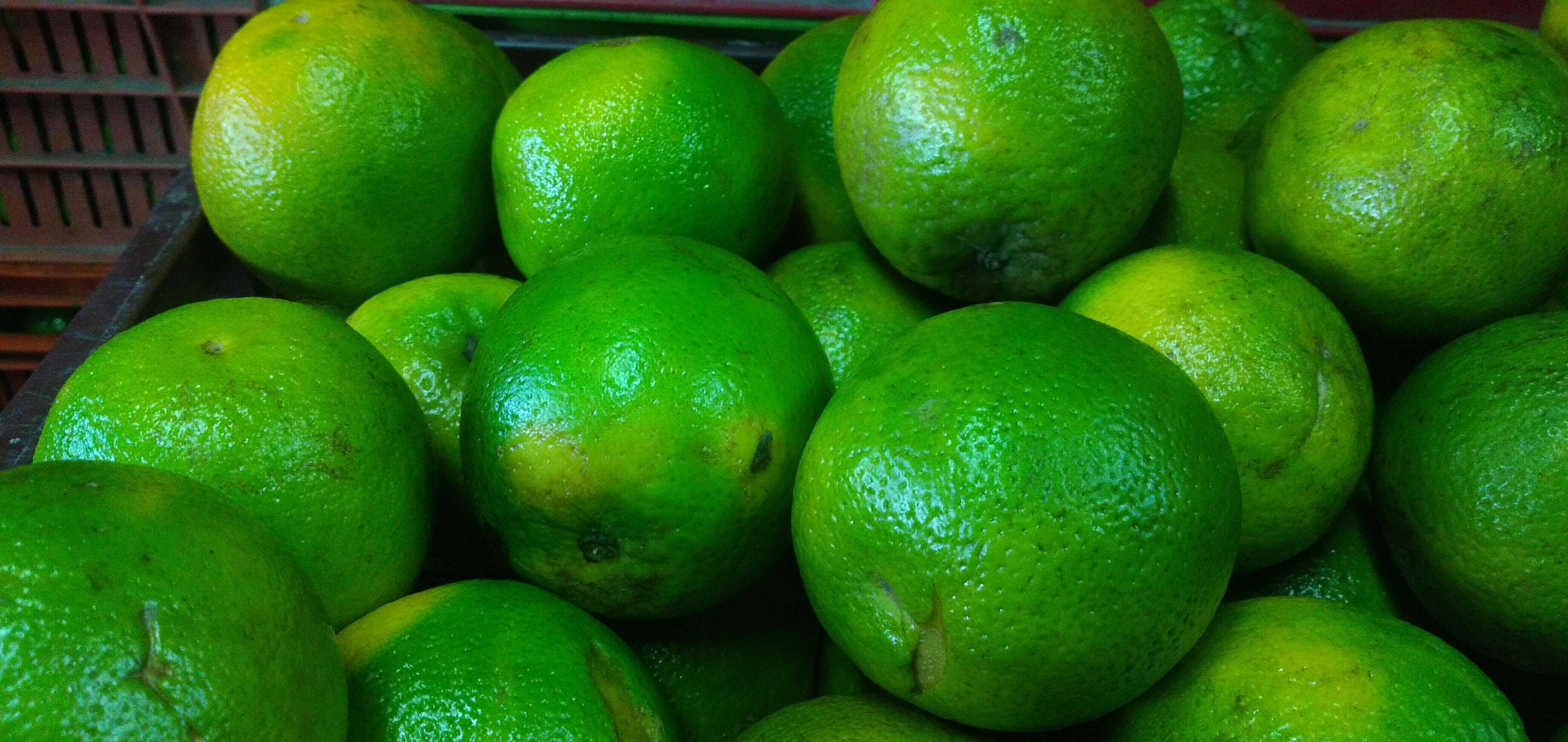 Naranja valencia primera