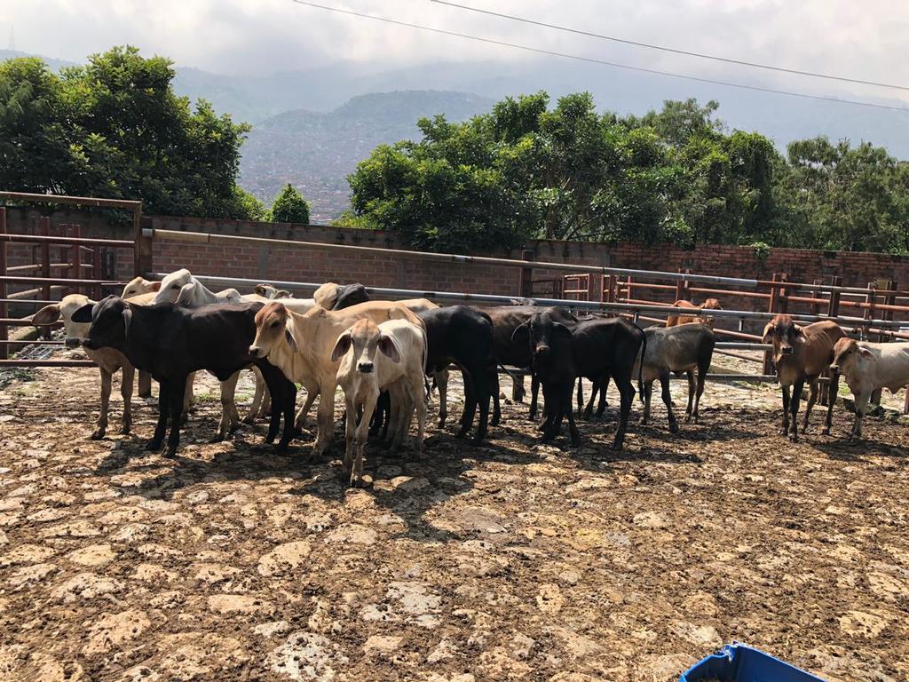 Terneras de levante