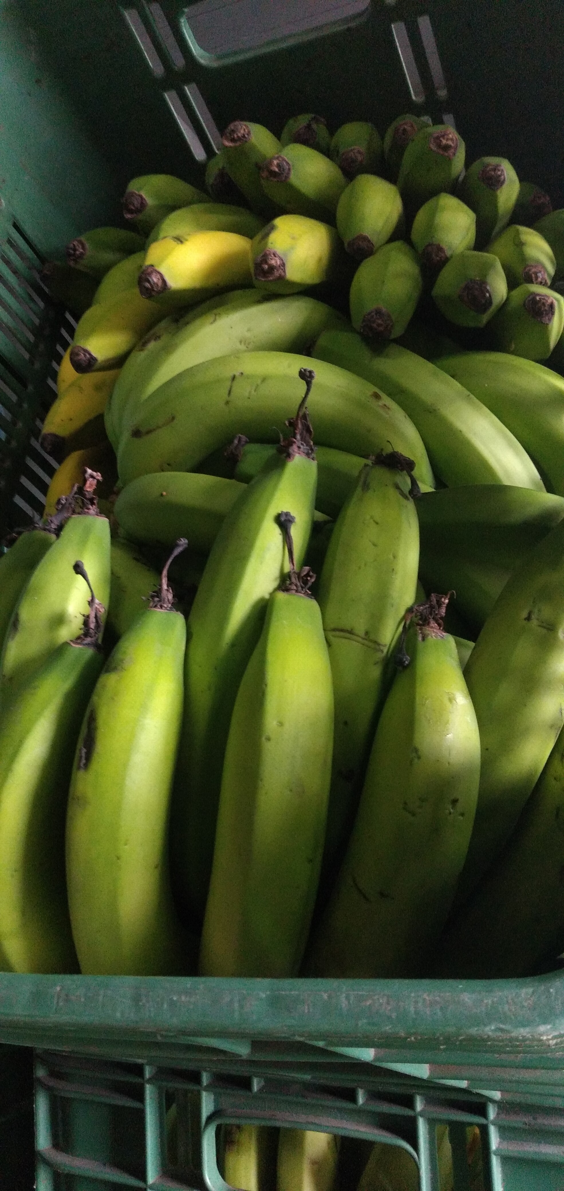 Banano criollo