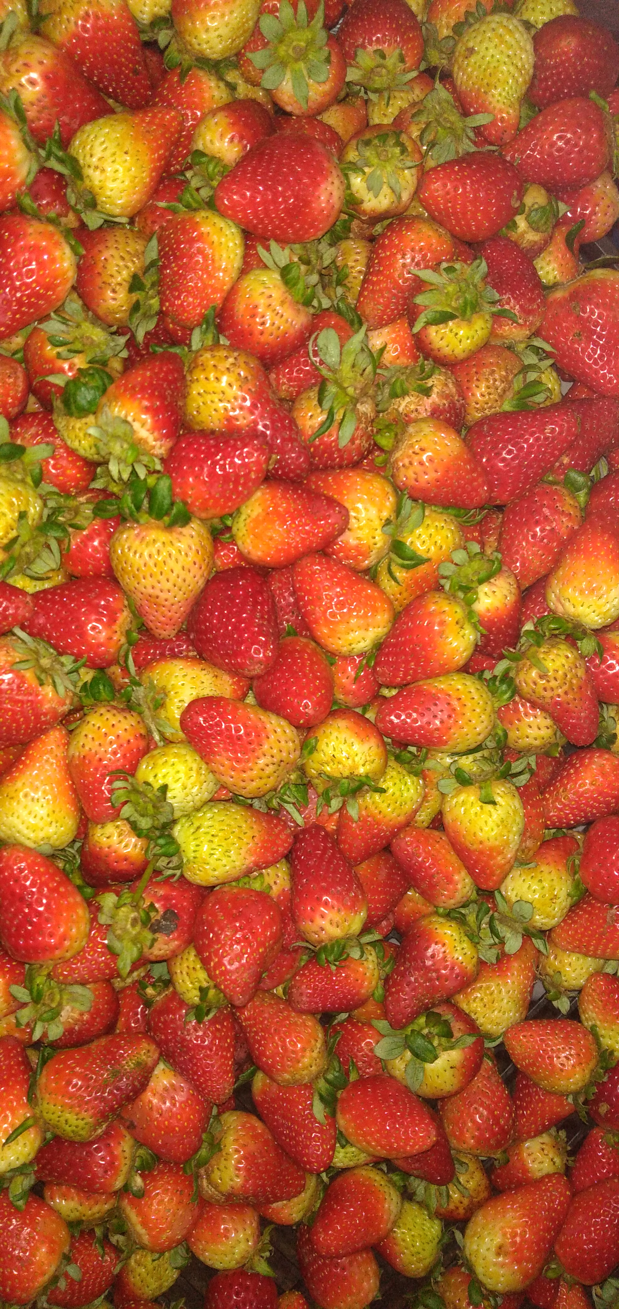 Fresa jumbo