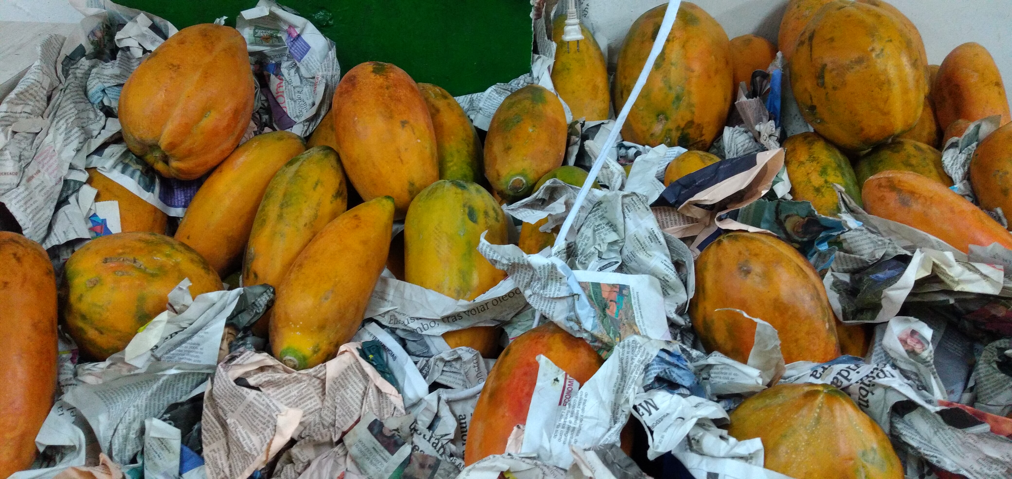 Papaya maradol