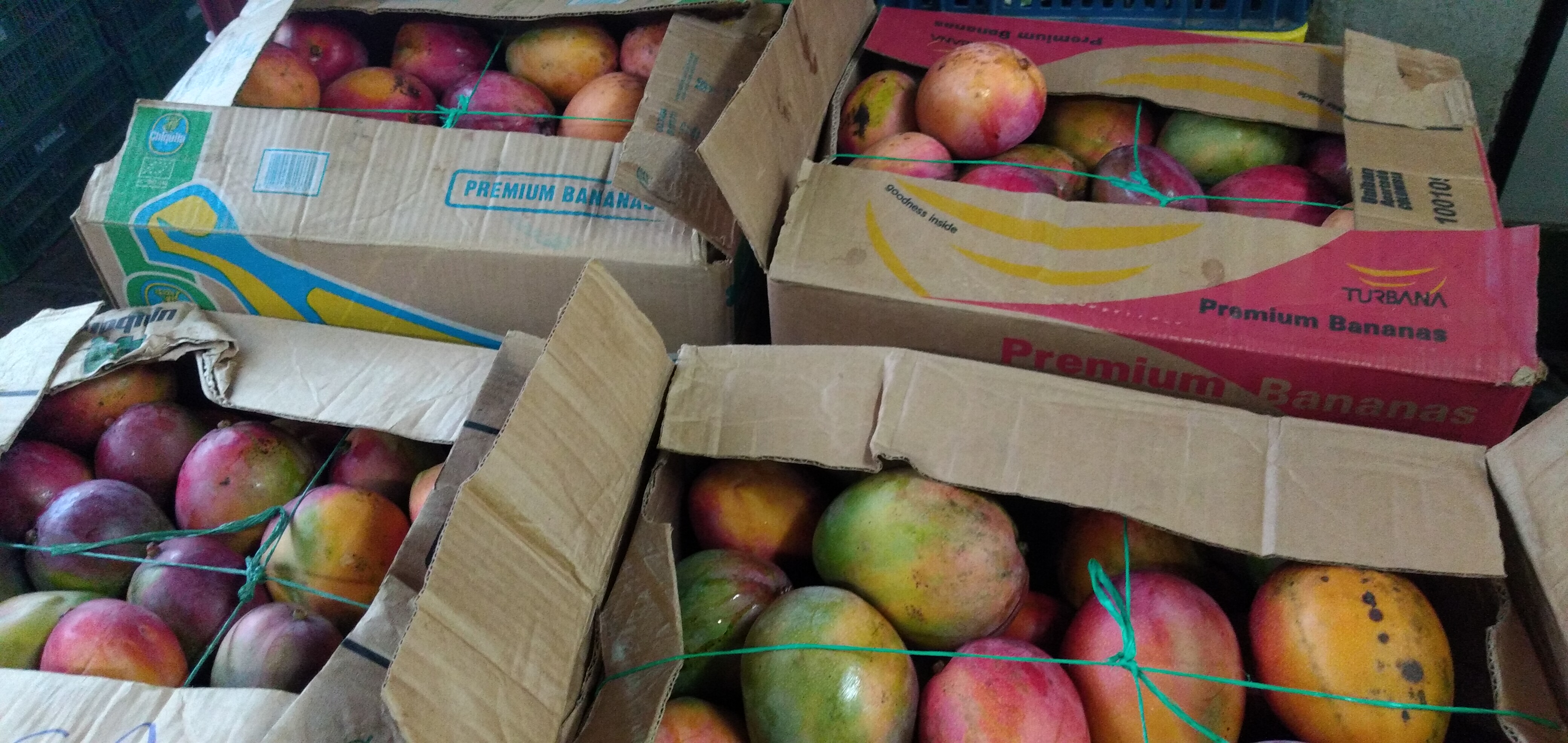 Mango tommy caja x 29 kg
