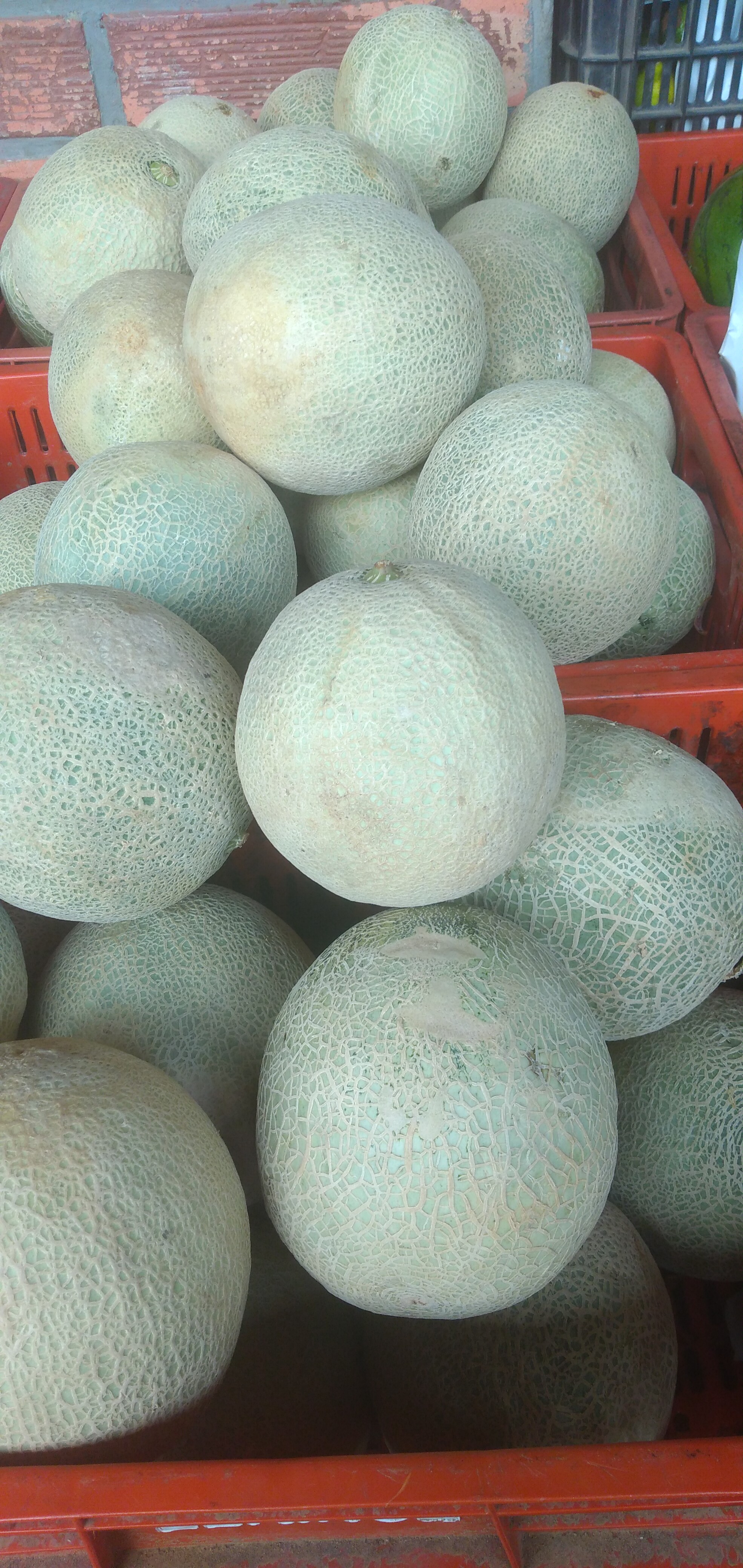 Melón