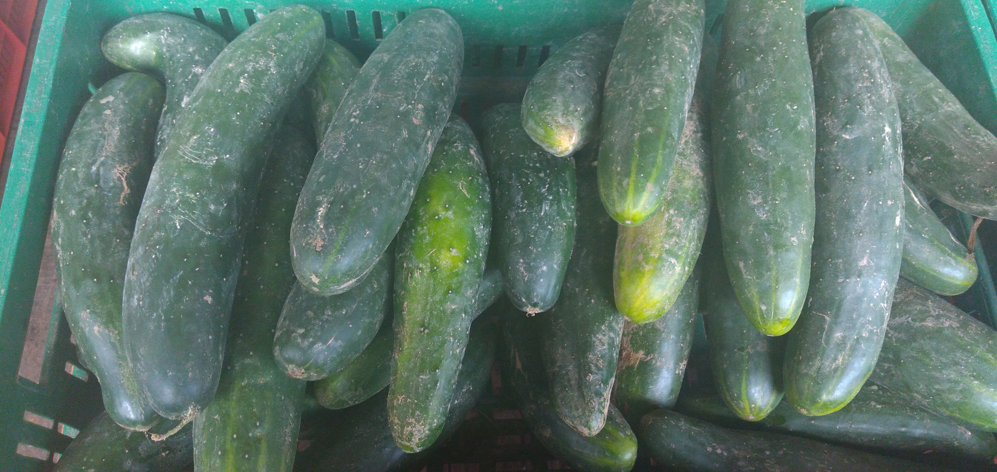 Pepino
