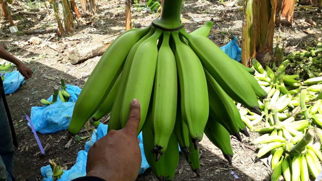 Plátano verde primera